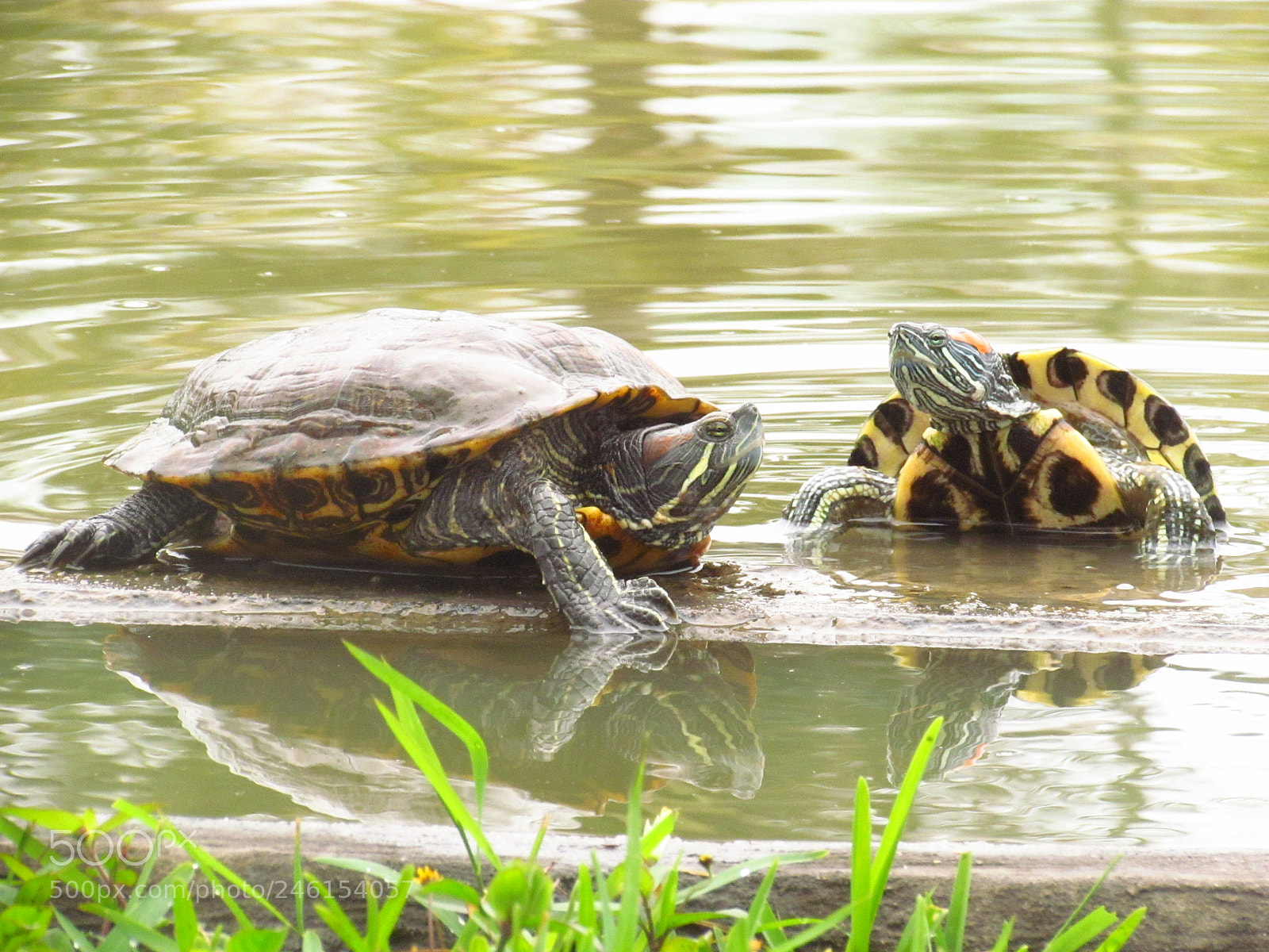 Canon PowerShot SX30 IS sample photo. Tortugas usbi photography