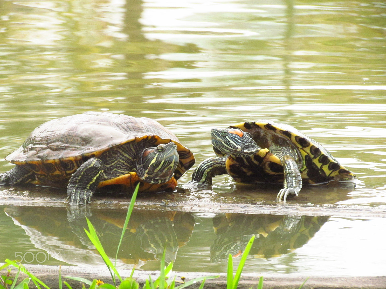 Canon PowerShot SX30 IS sample photo. Tortugas usbi photography