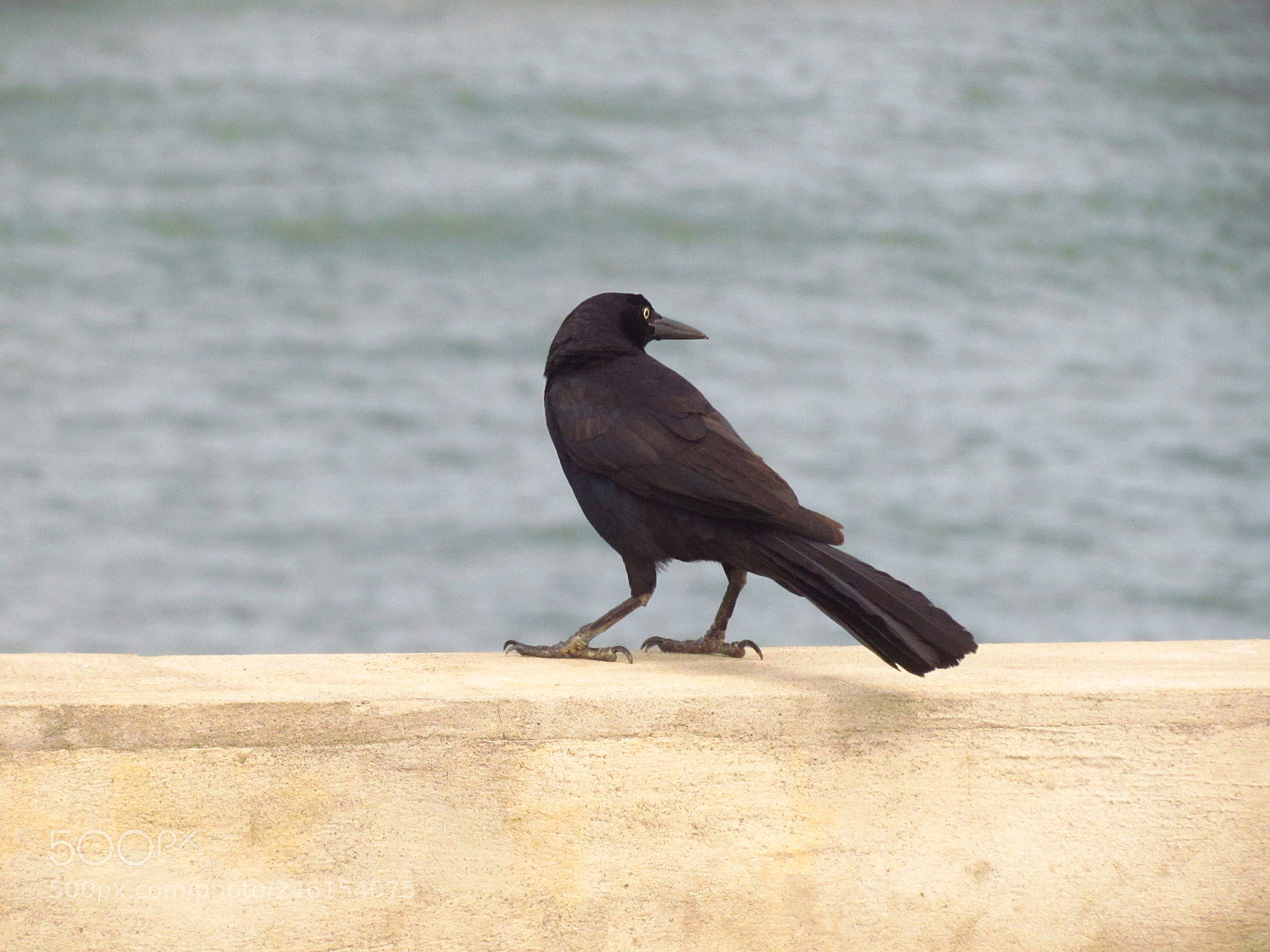 Canon PowerShot SX30 IS sample photo. Mulato photography