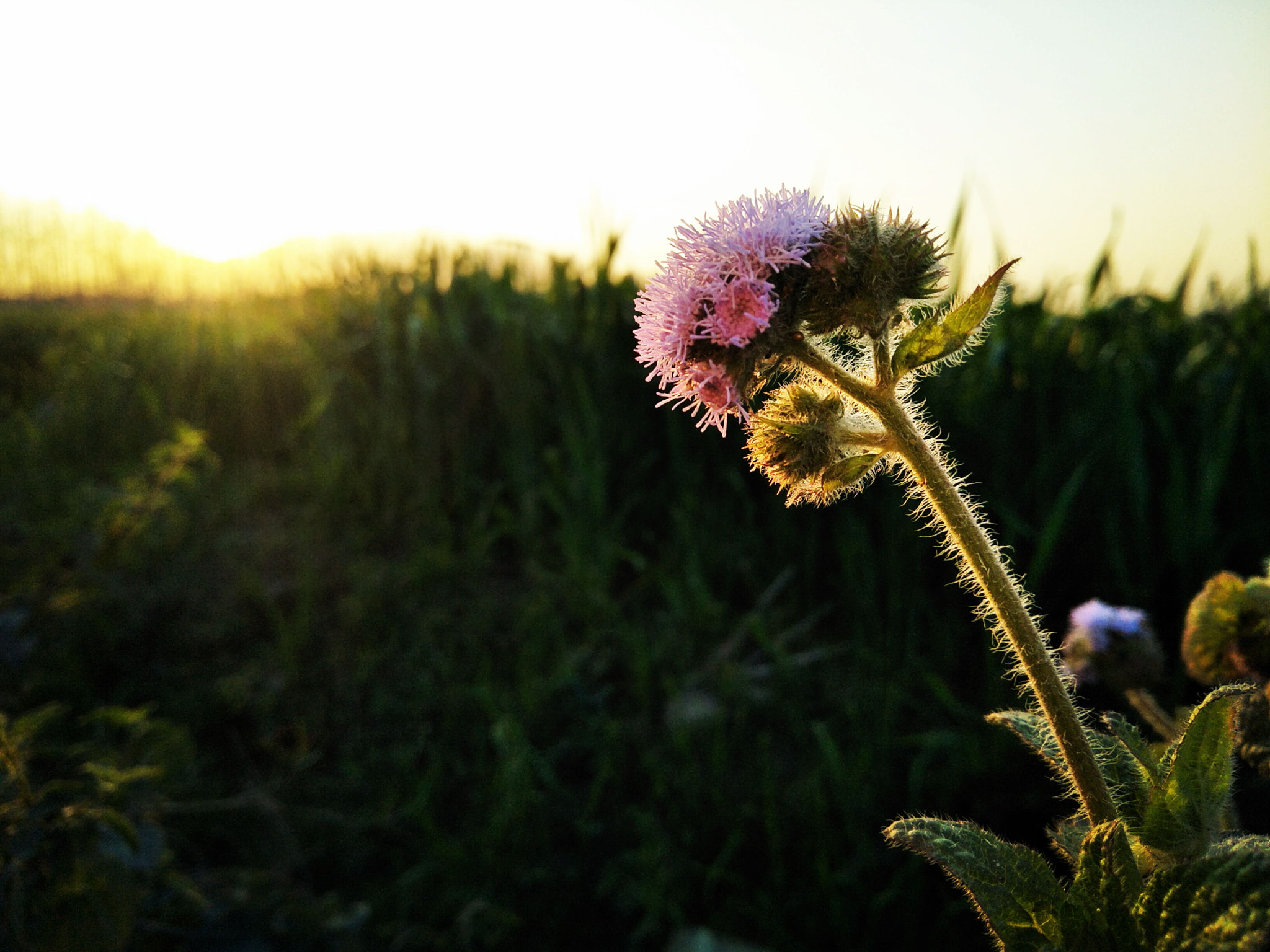 OPPO CPH1701 sample photo