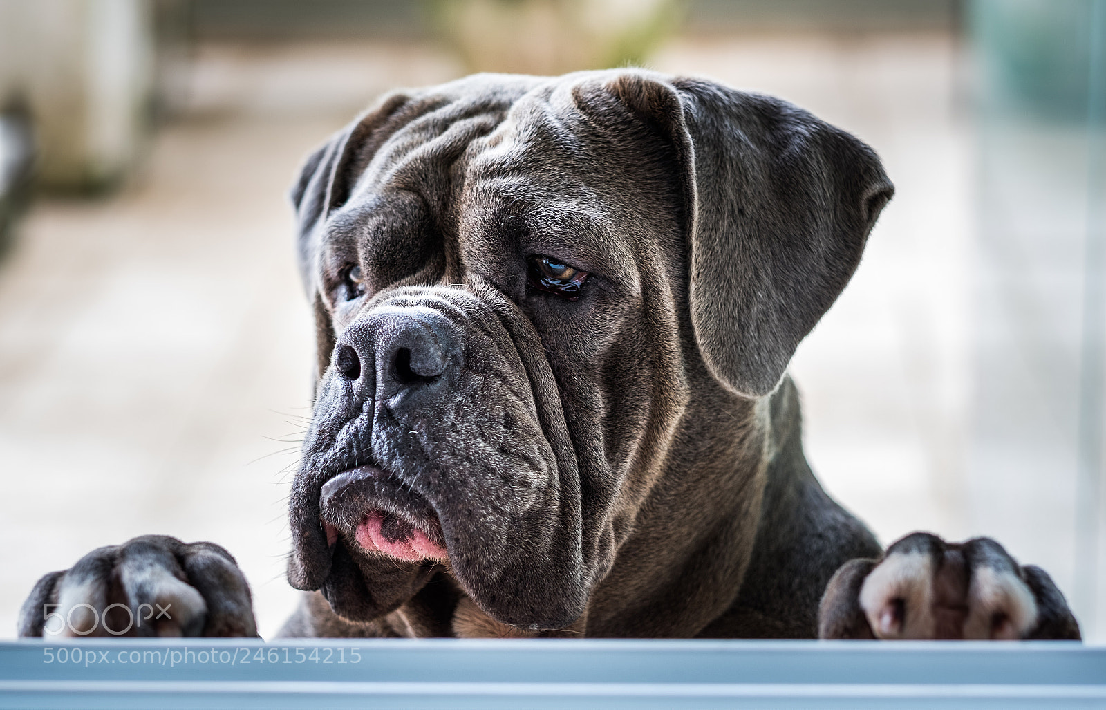 Fujifilm X-T20 sample photo. Damon, the dog photography