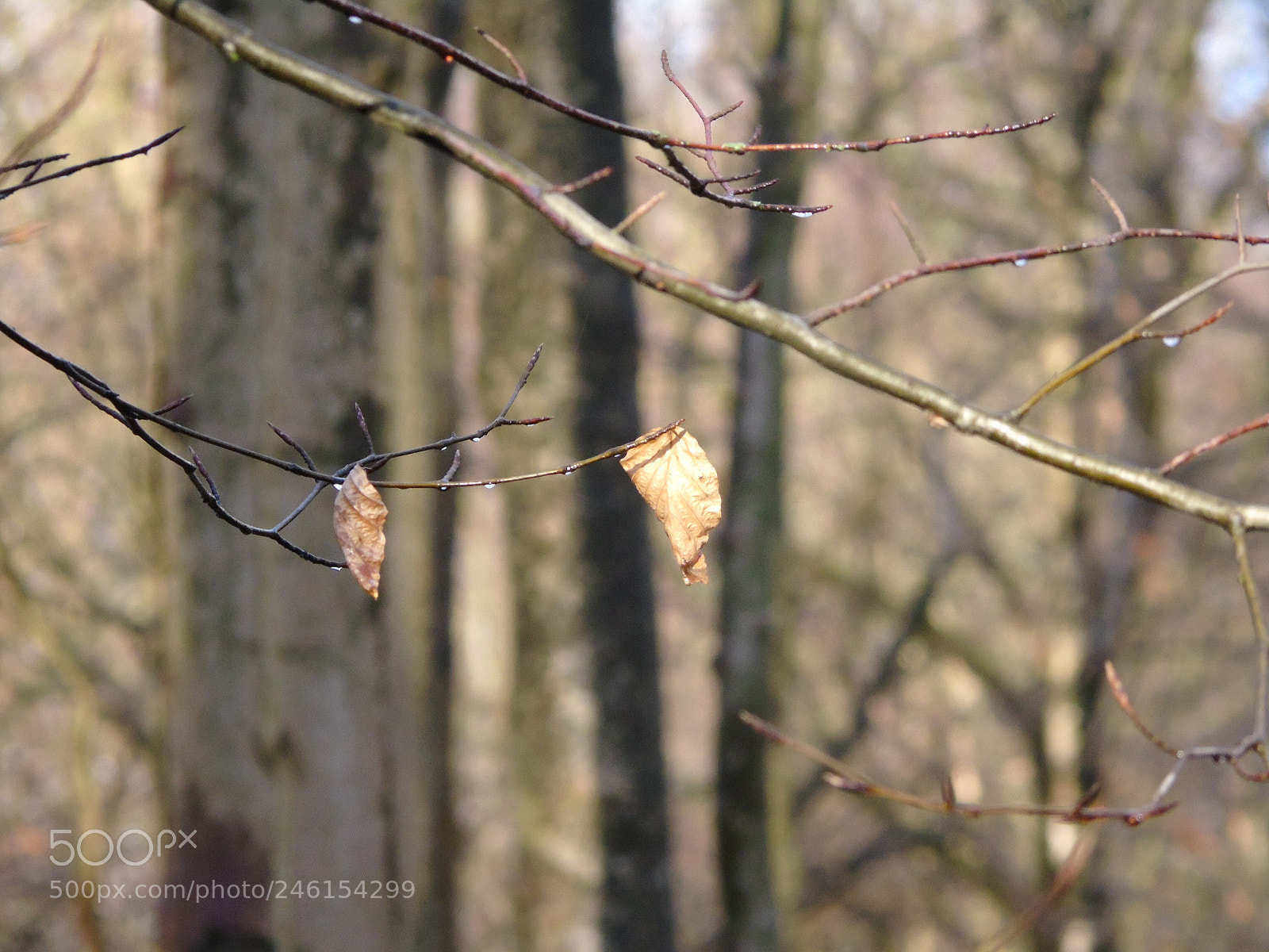 Sony Cyber-shot DSC-H400 sample photo. Beech woods in the photography