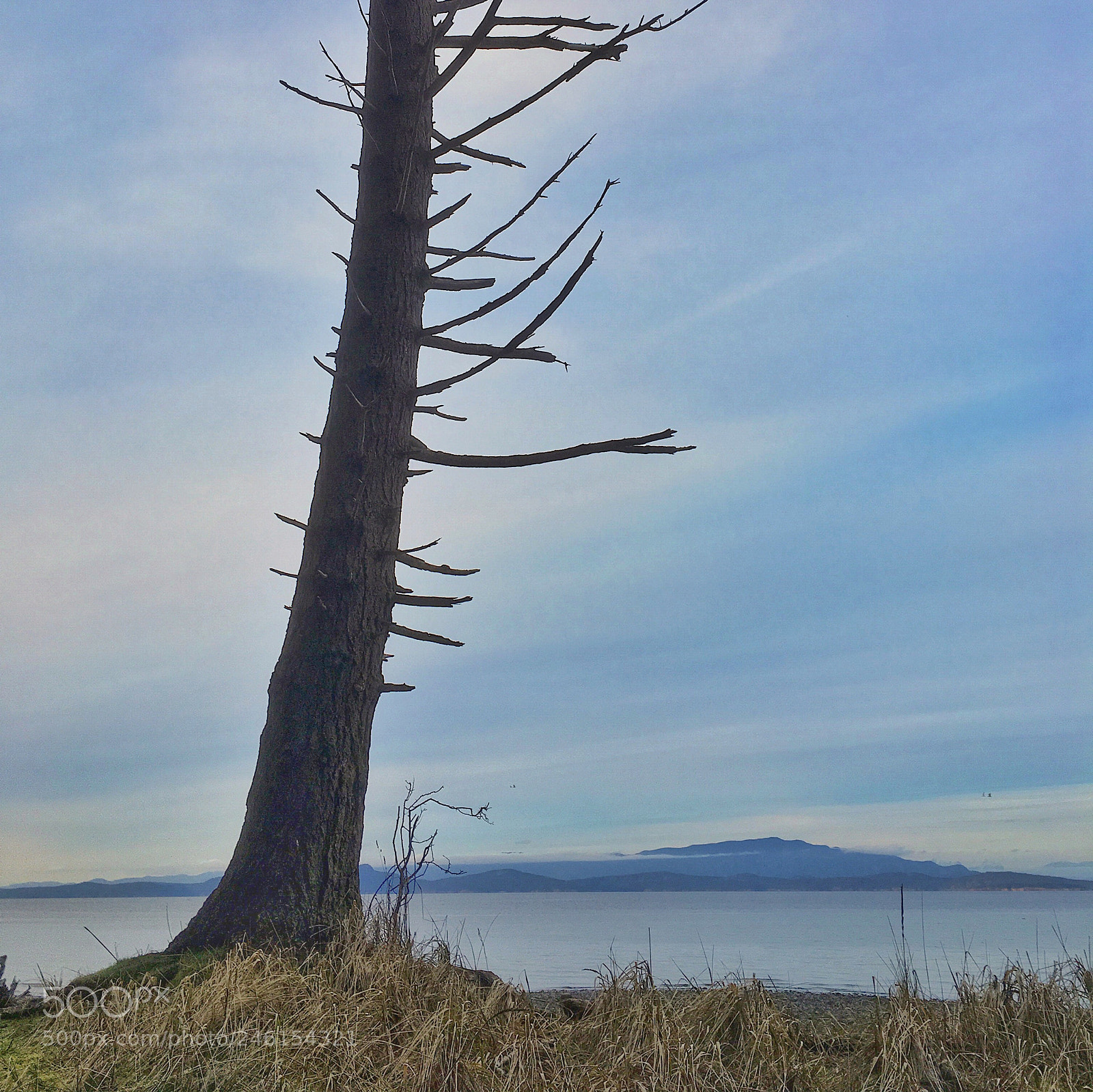 Apple iPhone 6s sample photo. Single solitary fir tree photography