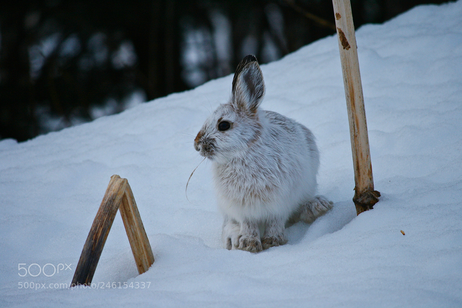 Canon EOS 400D (EOS Digital Rebel XTi / EOS Kiss Digital X) sample photo. Snowshoe hare photography