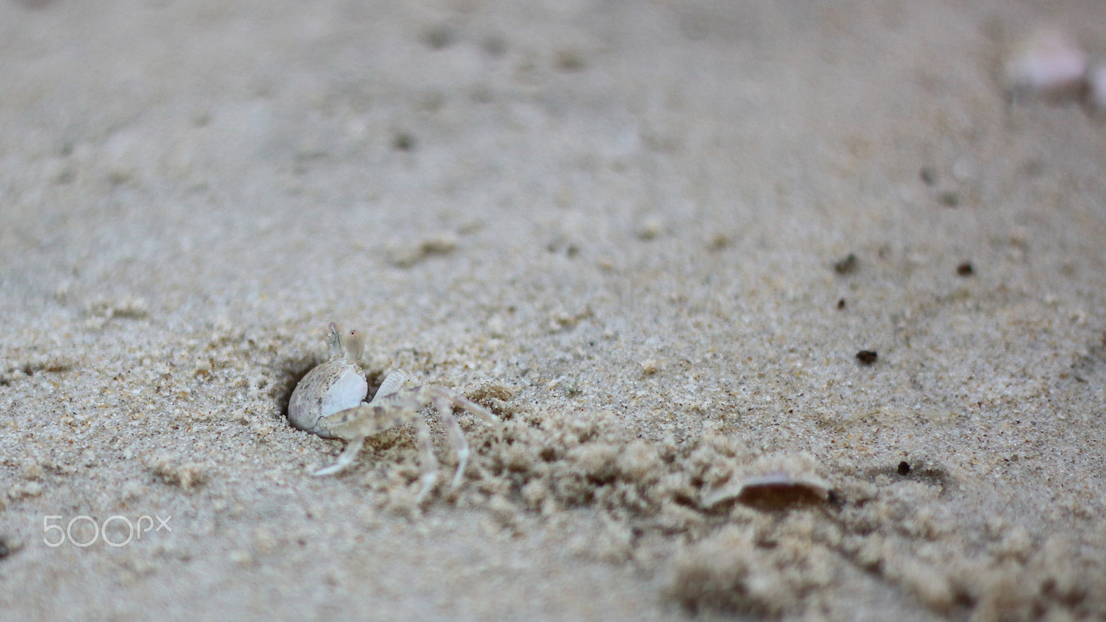 Canon EF 50mm F1.8 II sample photo. Sand crab photography