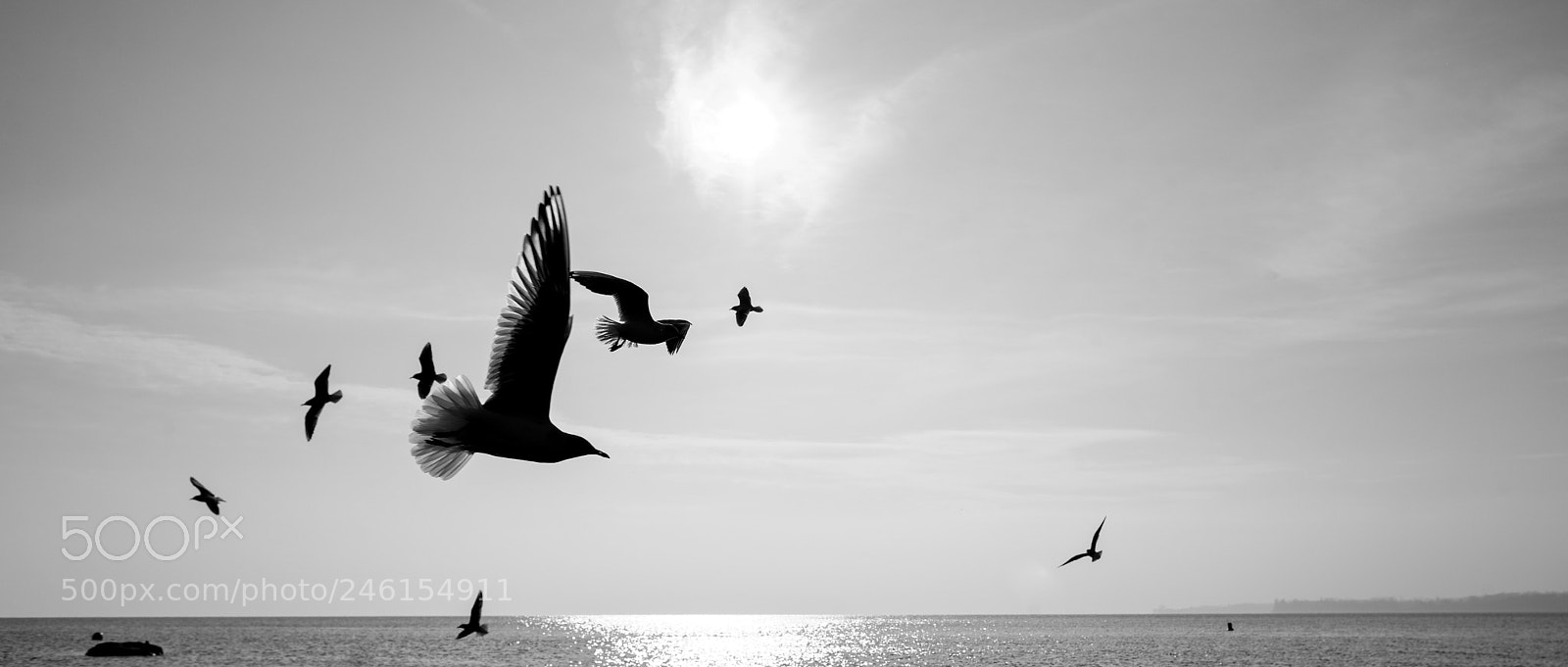 Nikon D810 sample photo. Seagulls photography
