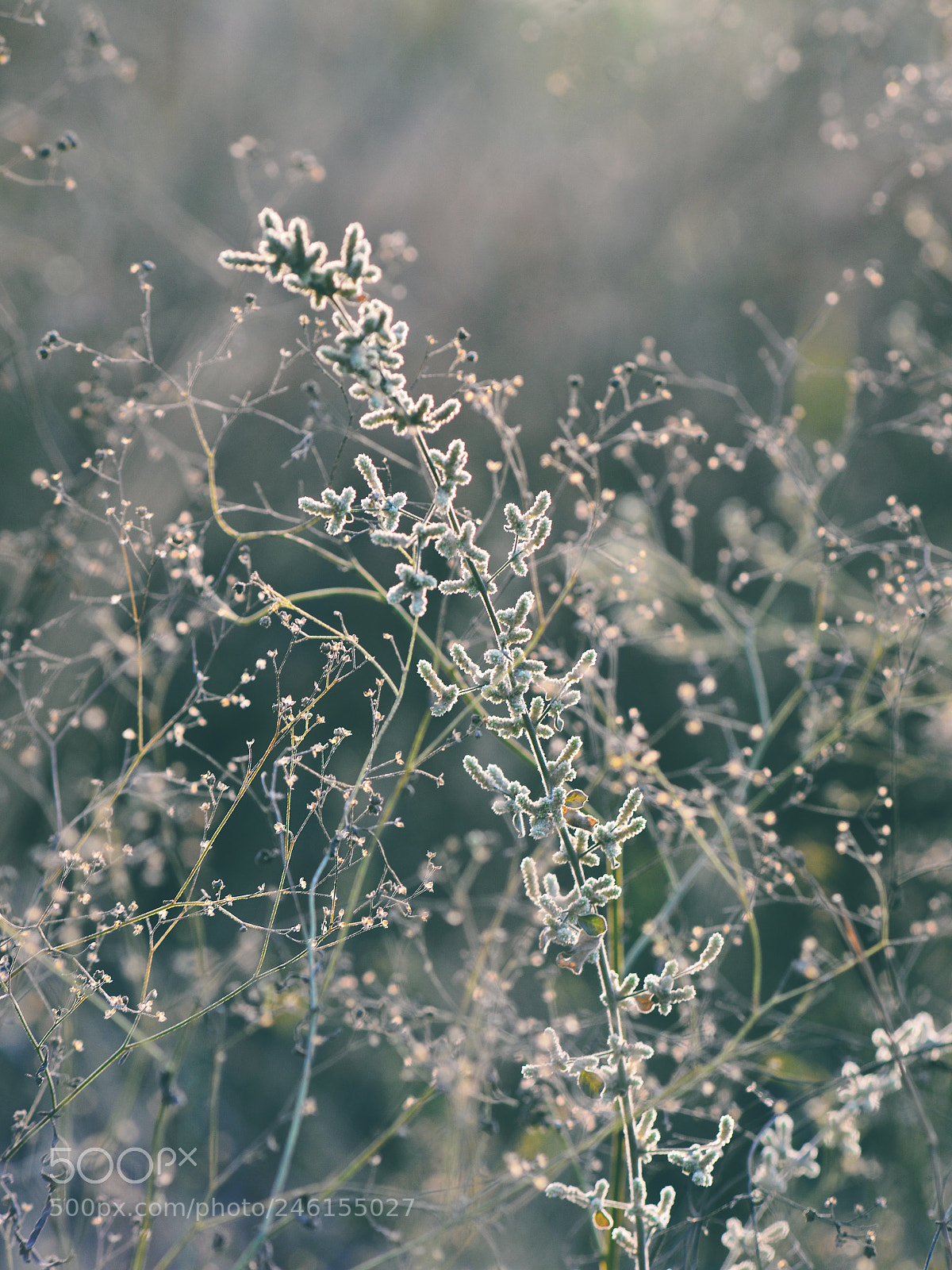 Nikon D610 sample photo. Mother nature's ornaments photography