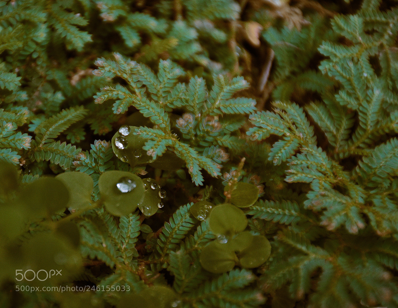 Nikon D5600 sample photo. Water drops photography