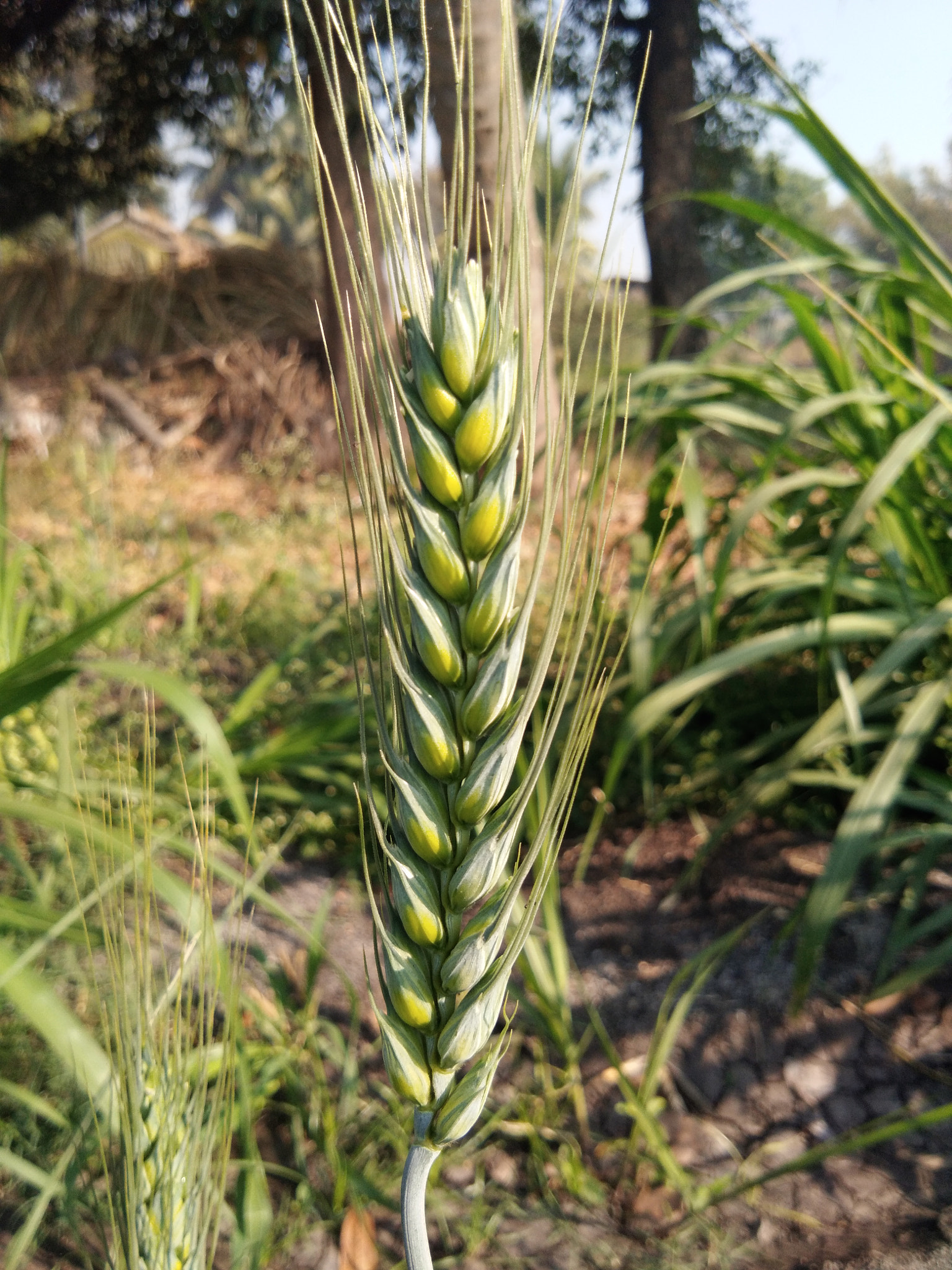 vivo Y55s sample photo. Wheat photography