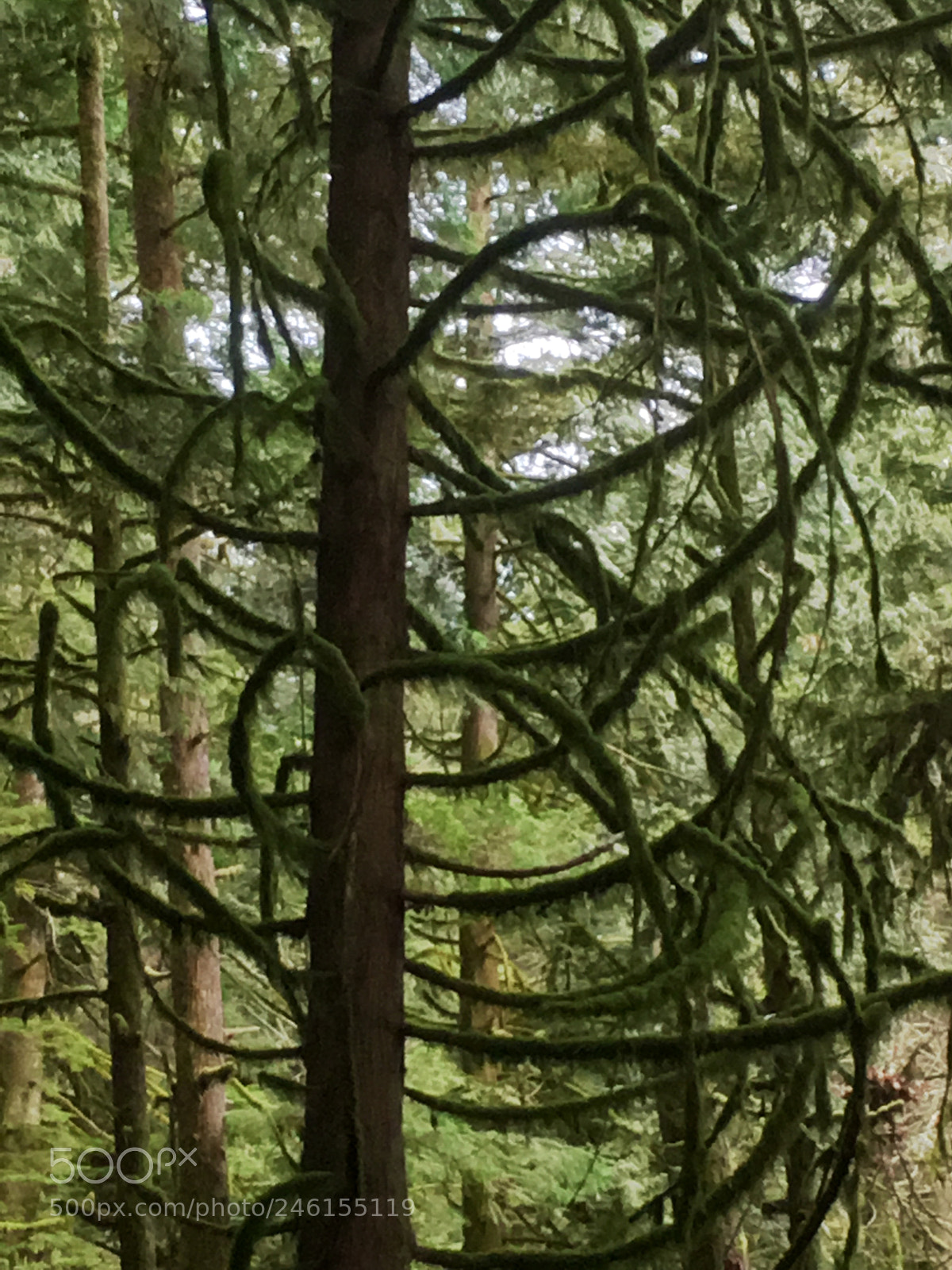 Apple iPhone 6s sample photo. Mossy branches in an photography