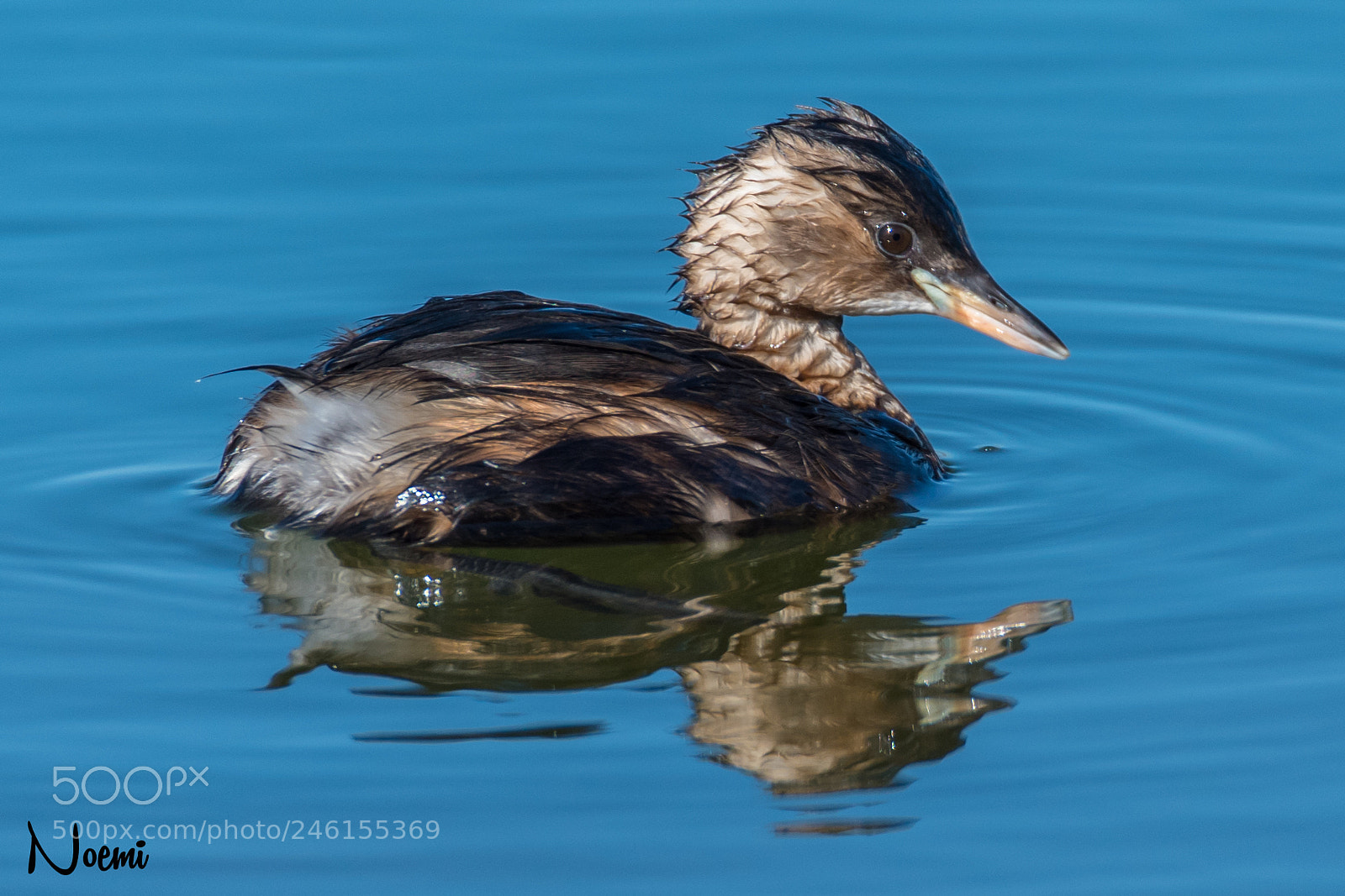 Nikon D500 sample photo. Little grebe photography