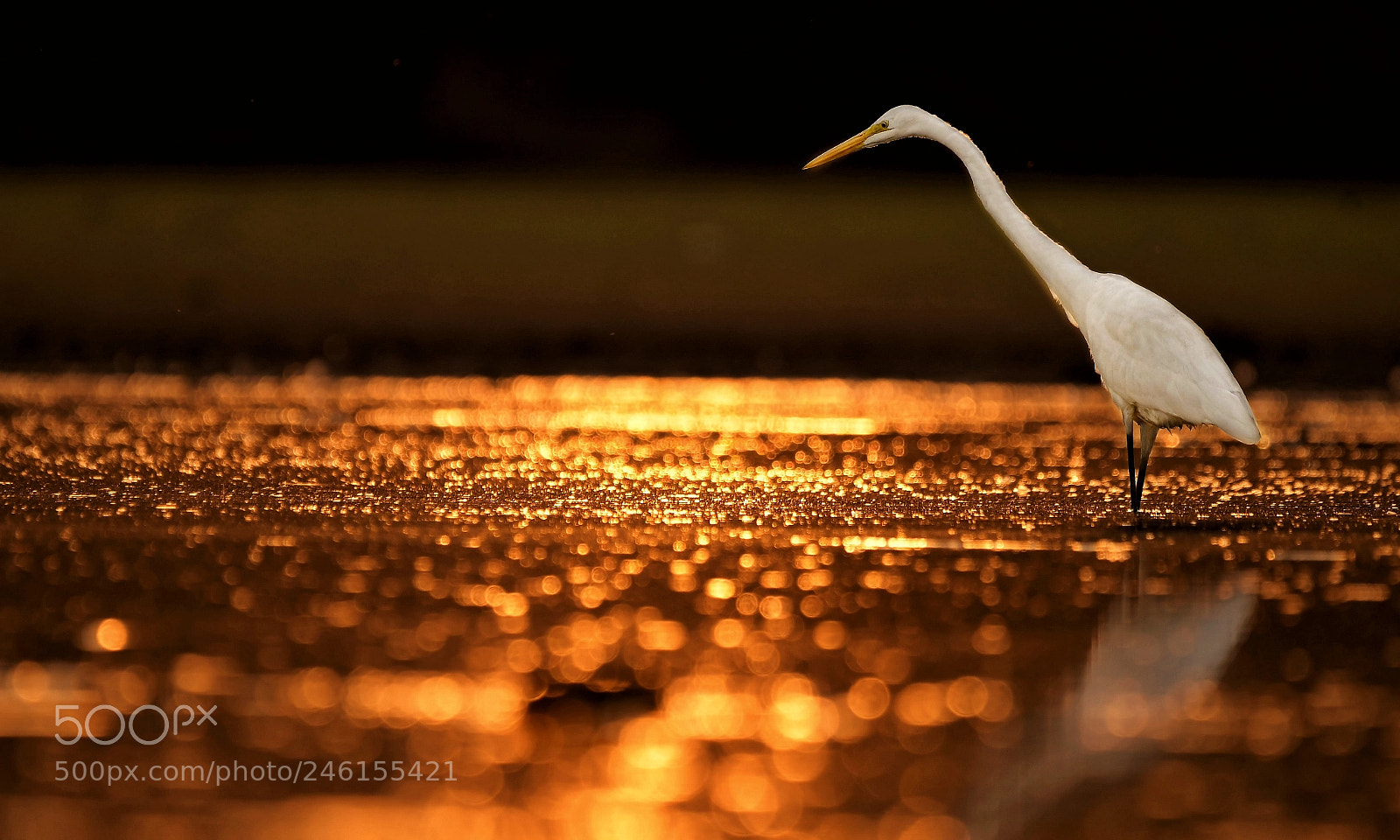 Nikon D500 sample photo. Great egret photography