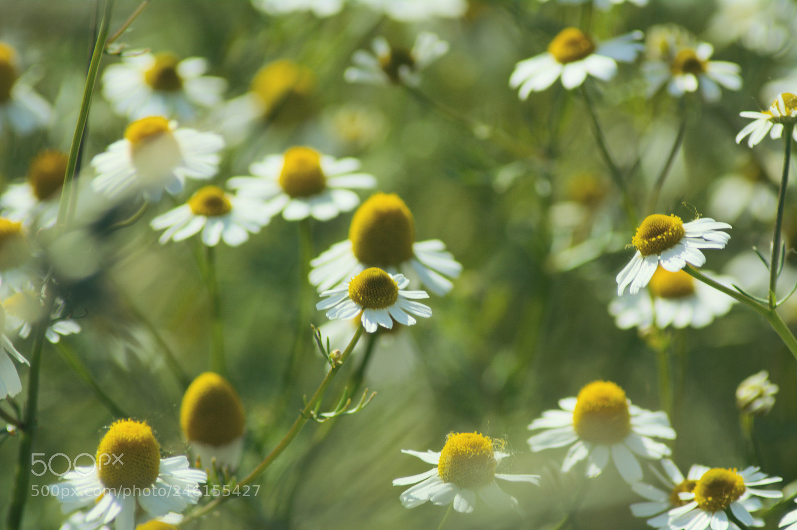 Nikon D5200 sample photo. Rumiankowo6 photography