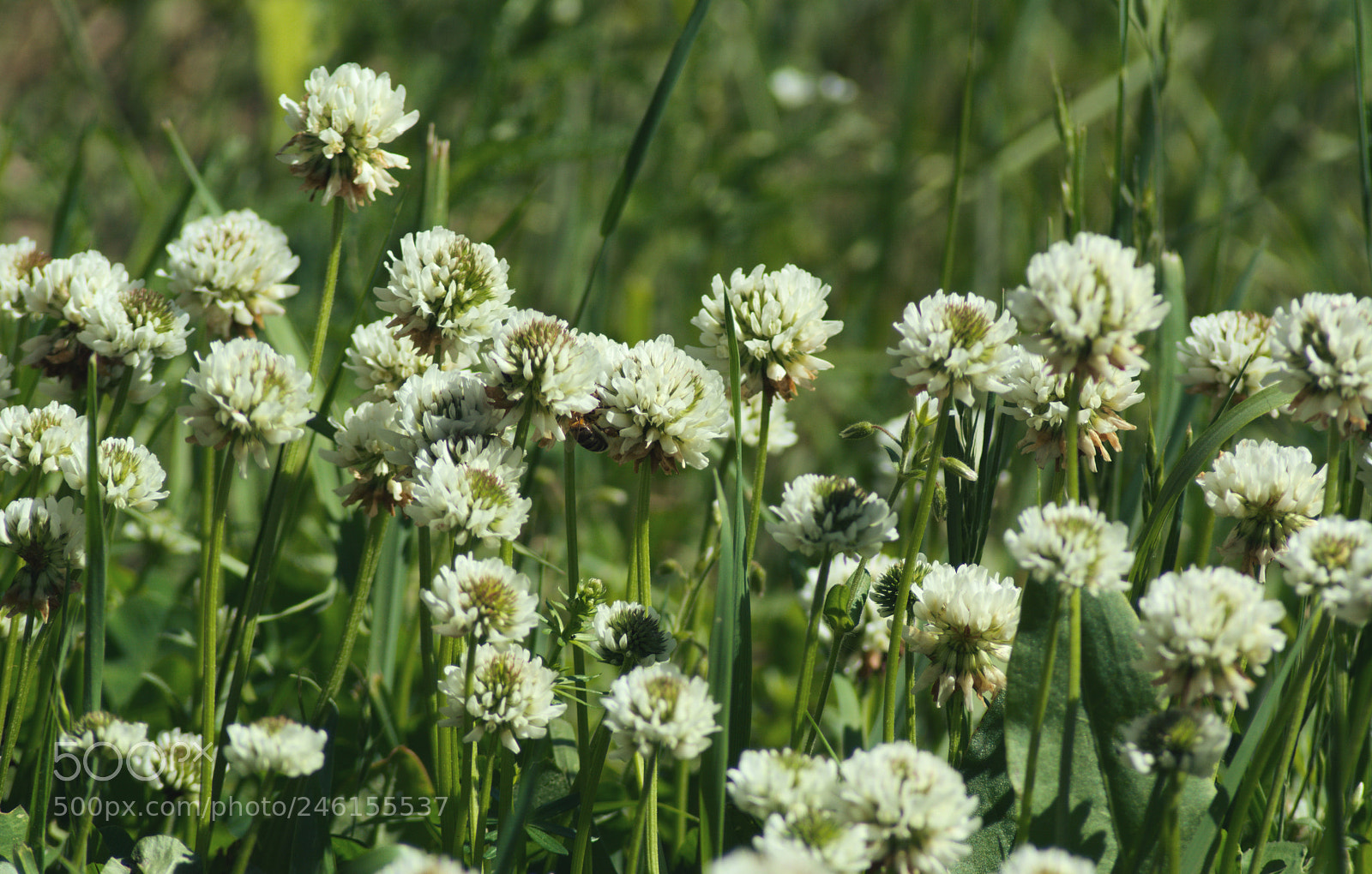 Nikon D5200 sample photo. Koniczynka2 photography