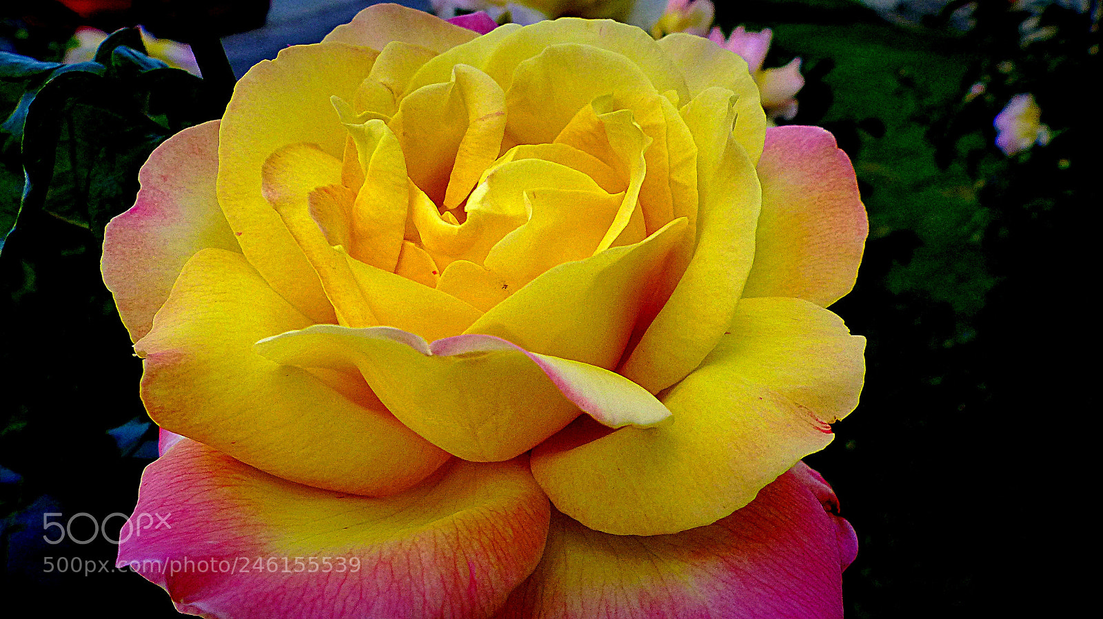 Panasonic Lumix DMC-FZ200 sample photo. Rose. photography