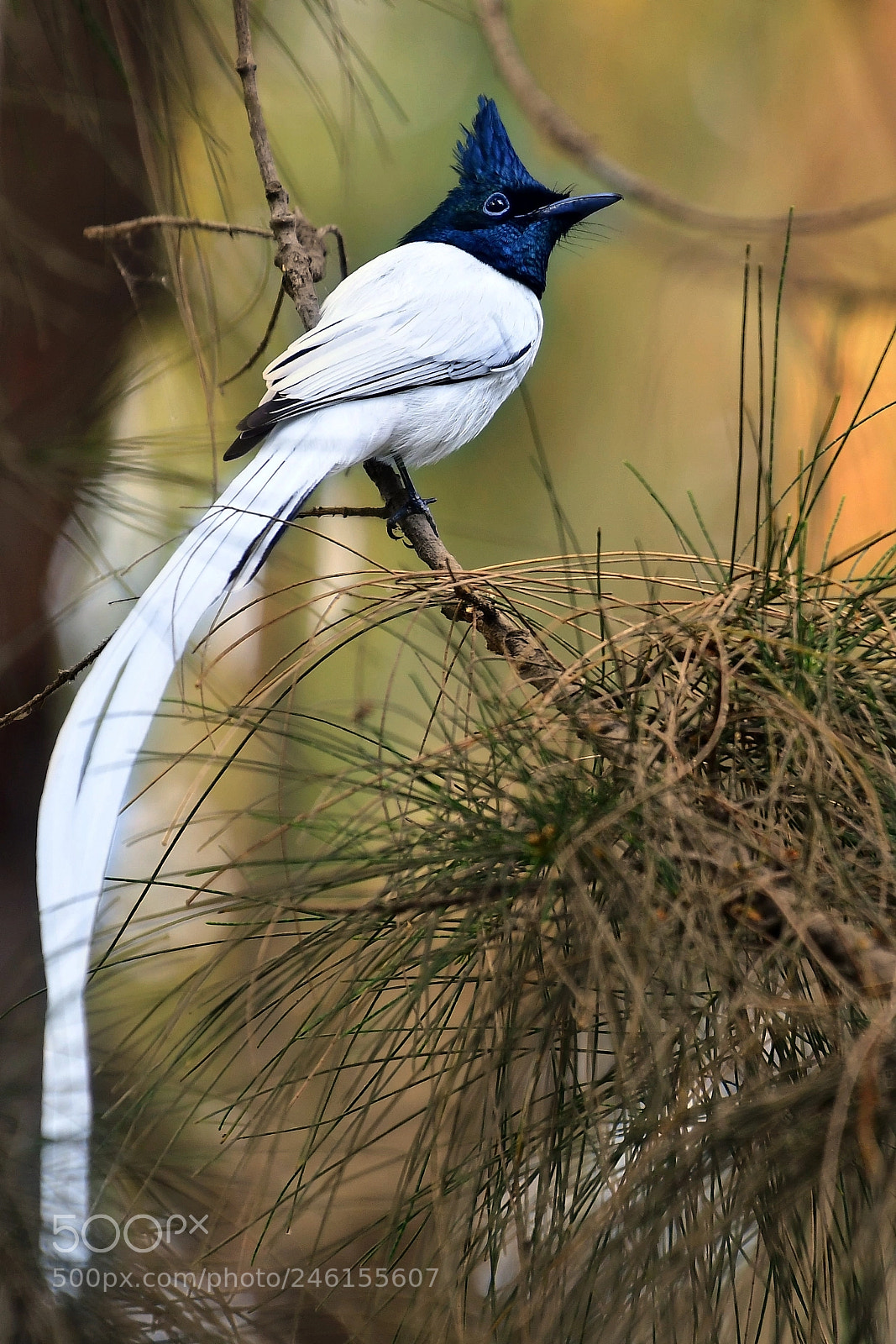 Nikon D500 sample photo. Asian paradise flycatcher photography