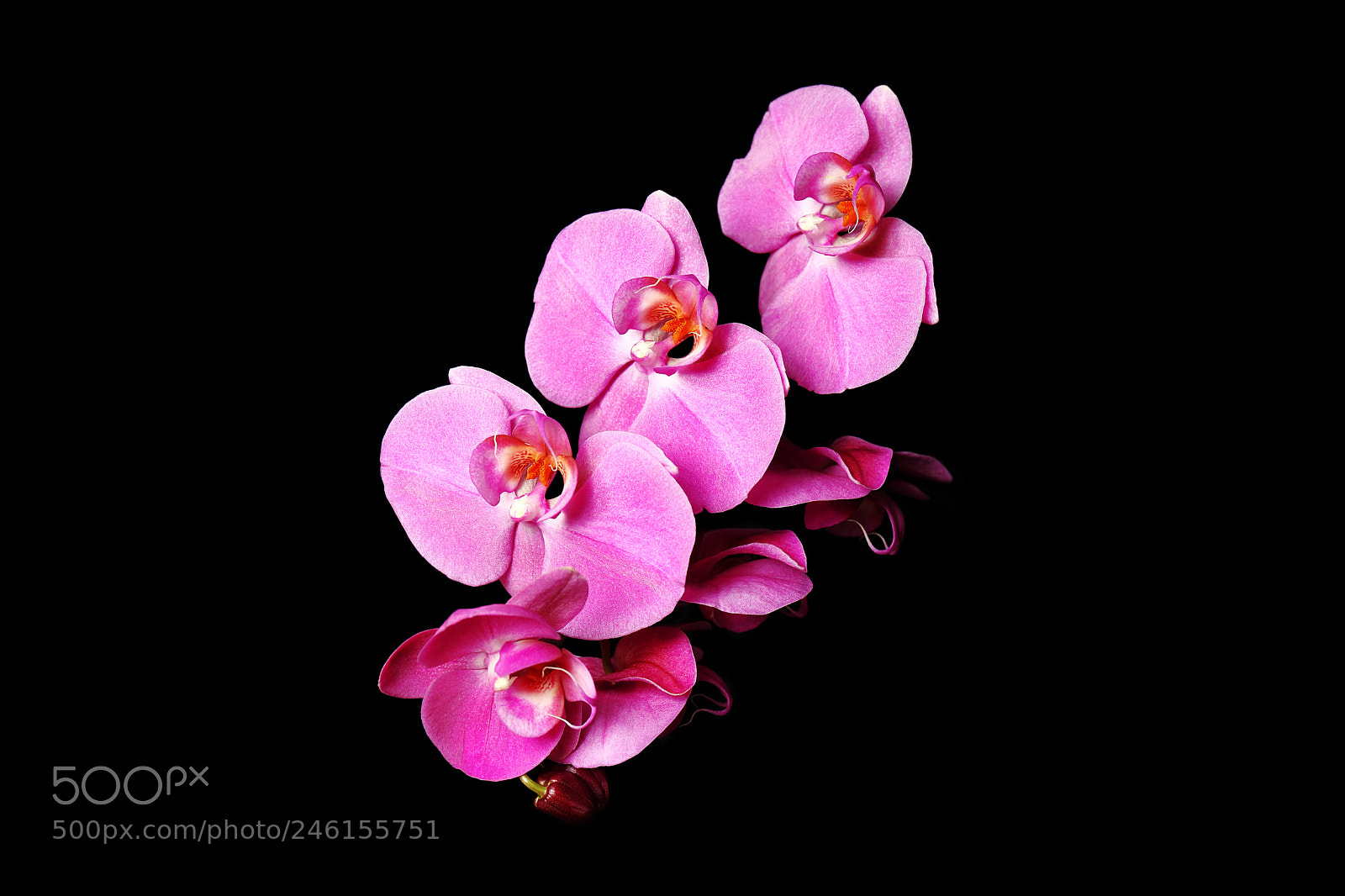 Canon EOS-1Ds Mark III sample photo. Orchid photography