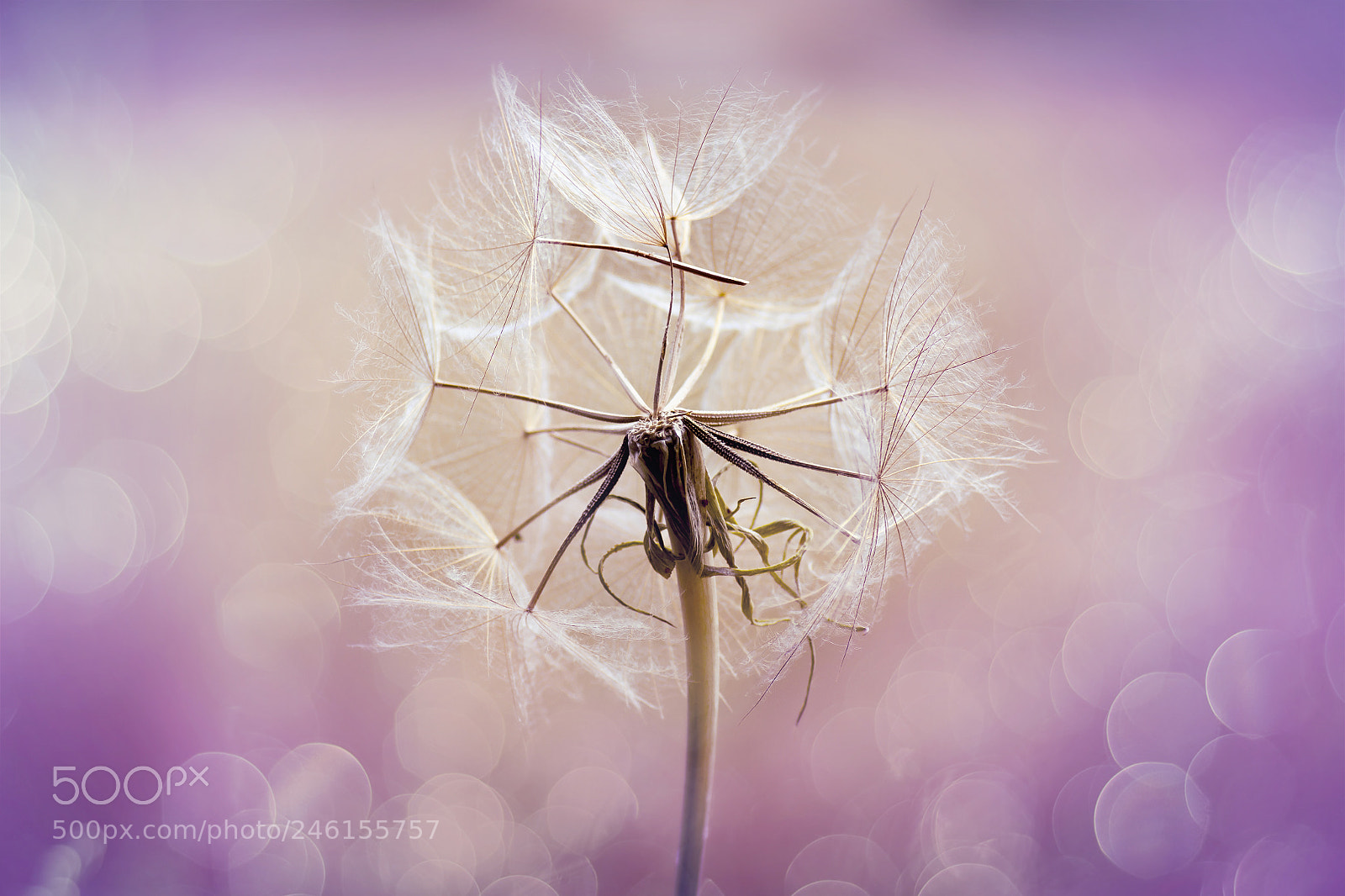 Canon EOS 50D sample photo. Dandelion photography