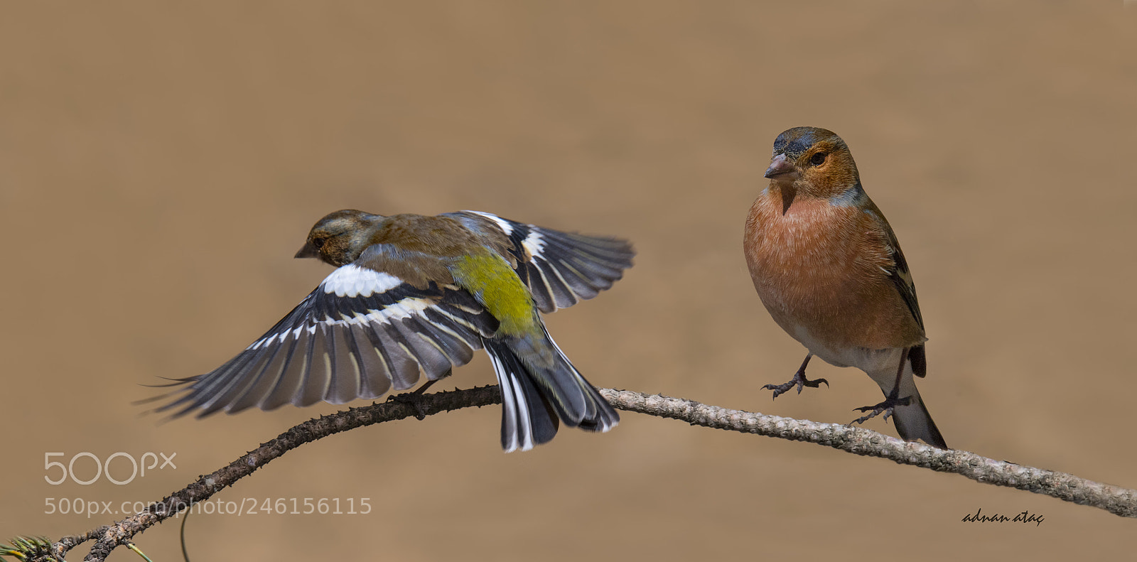 Nikon D5 sample photo. Spinoz - common chaffinch photography