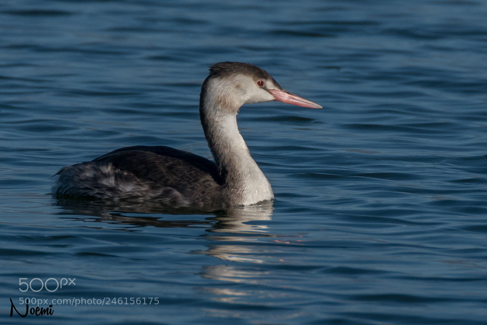 Nikon D500 sample photo. Slavonian grebe photography
