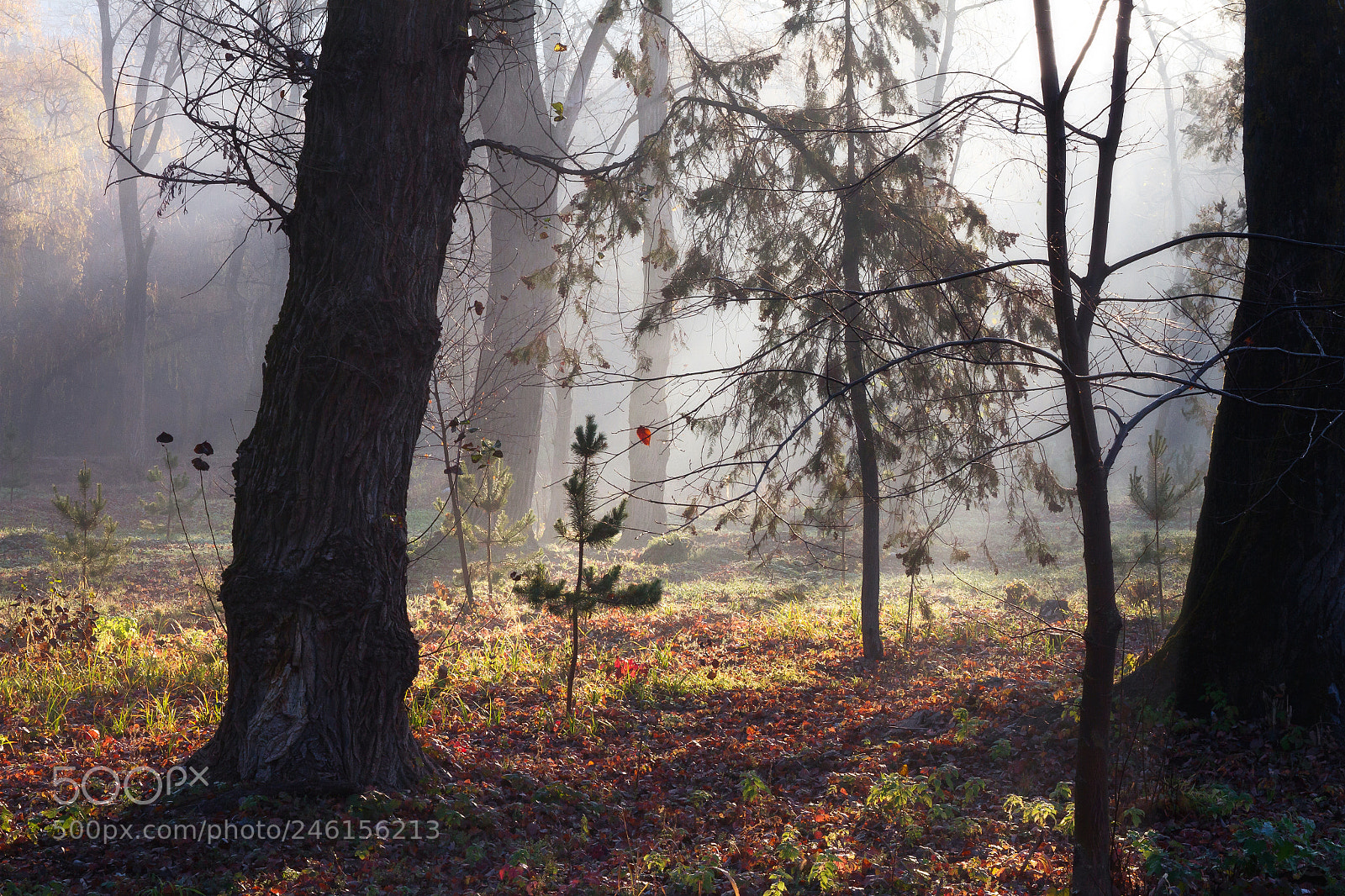 Canon EOS 7D sample photo. Morning wood ! photography