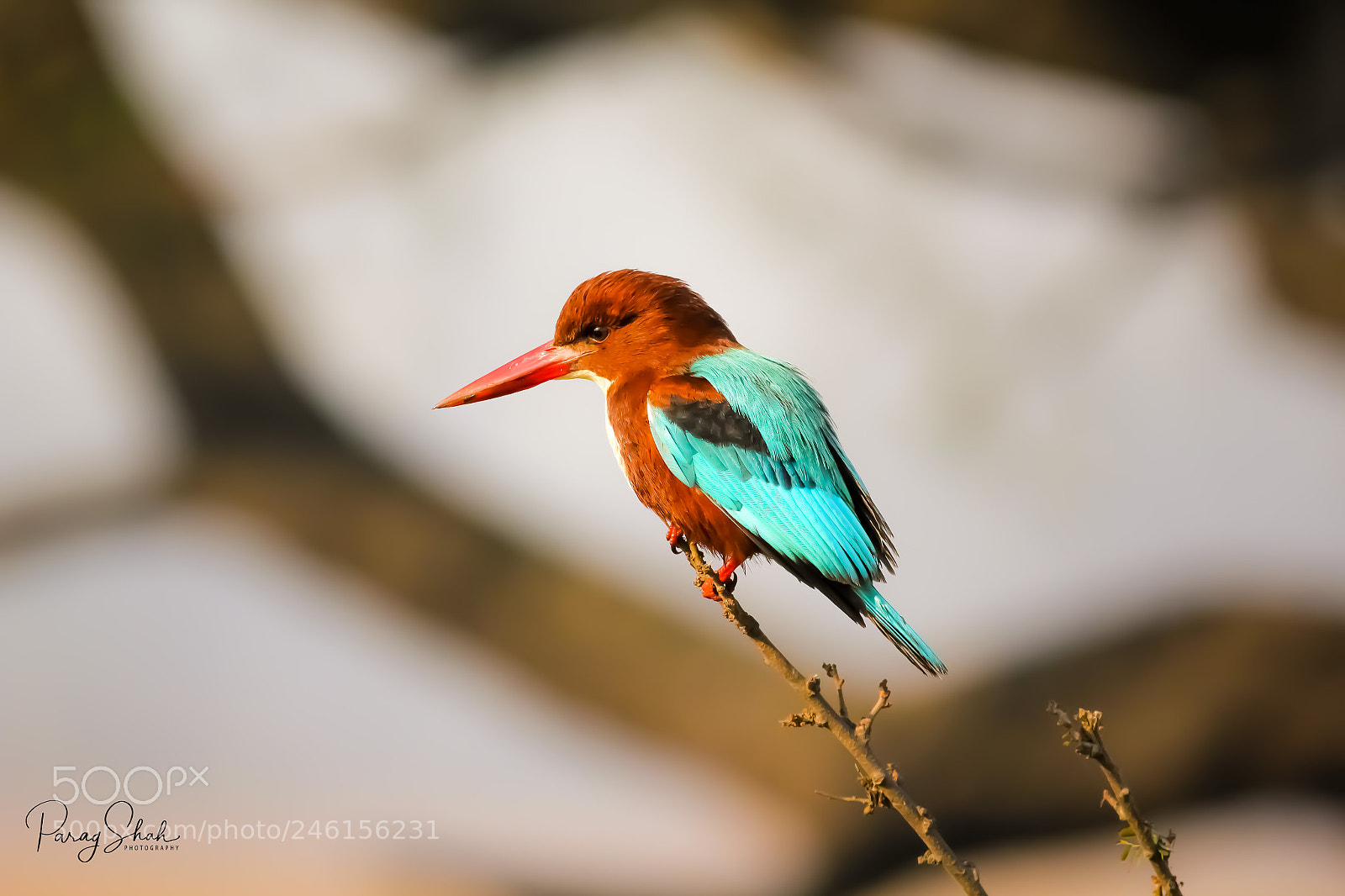 Canon EOS 550D (EOS Rebel T2i / EOS Kiss X4) sample photo. White throated kingfisher photography