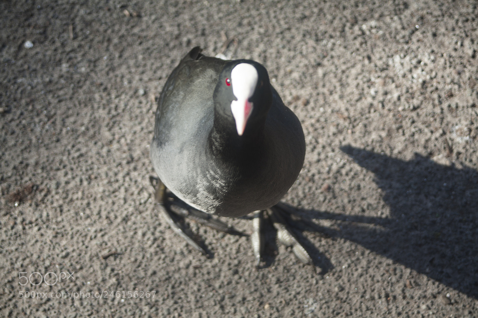 Canon EOS 5D sample photo. Untitled photography