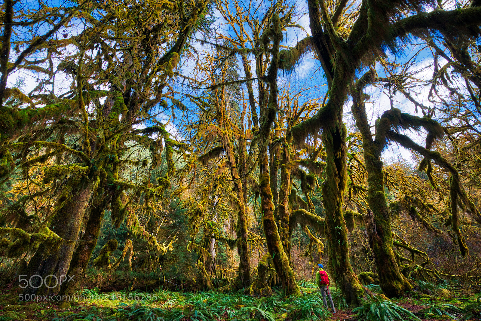 Nikon D800 sample photo. Hall of mosses photography