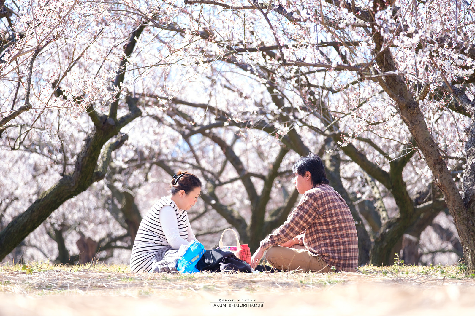 Fujifilm X-T2 sample photo. Ume blossom viewing photography