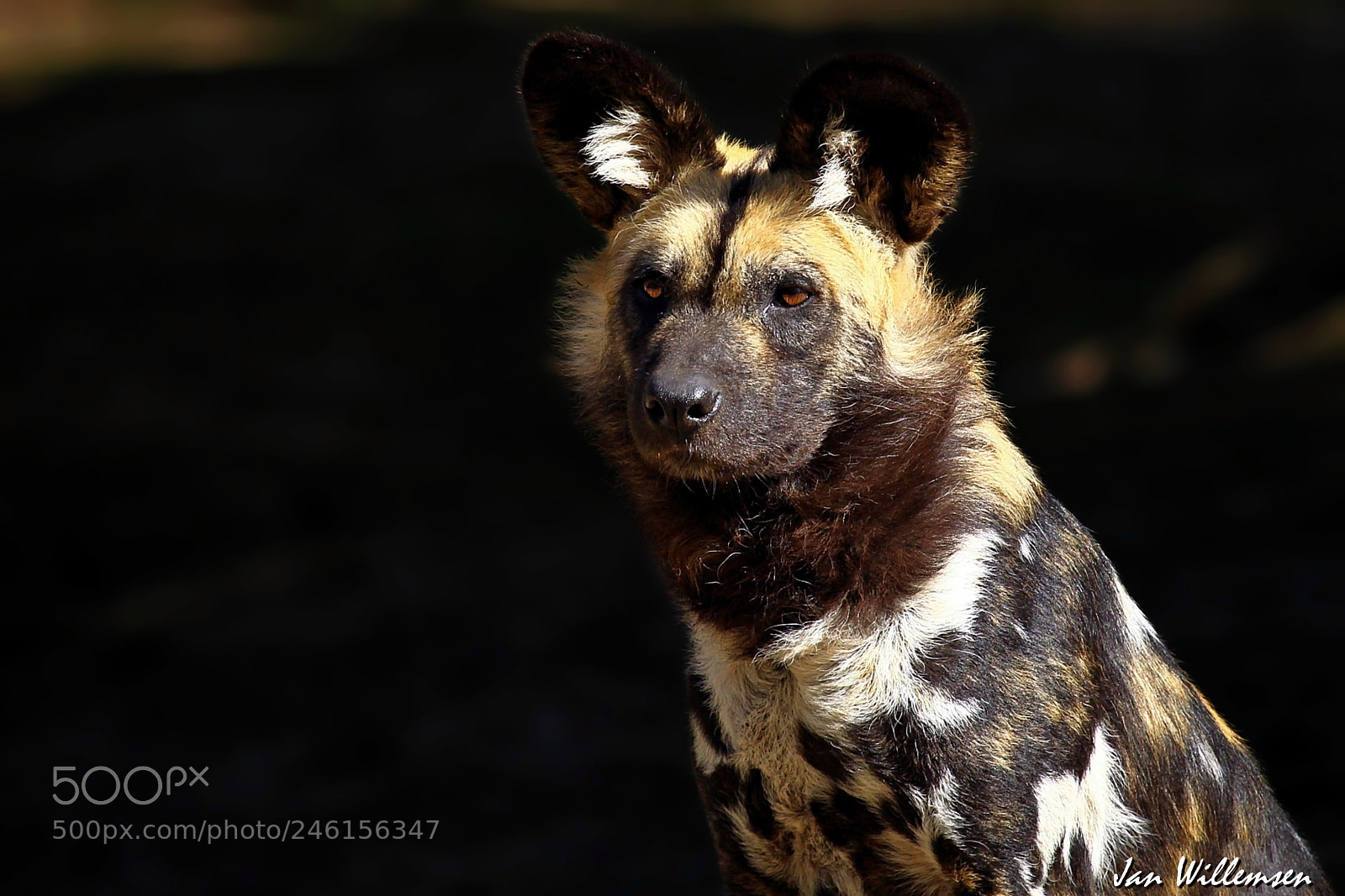 Canon EOS-1D Mark IV sample photo. Afr. wild dog photography