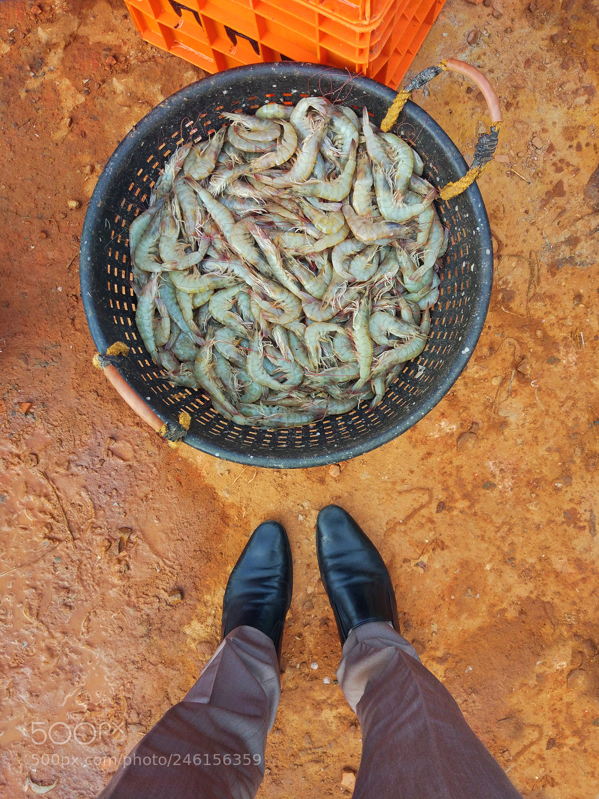 Xiaomi MI 5 sample photo. Prawns photography