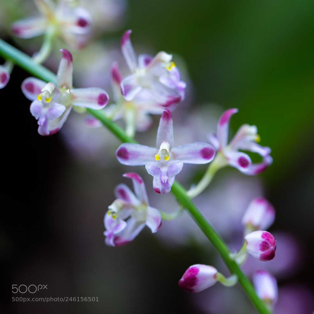 Nikon D610 sample photo. Acriopsis javanica photography