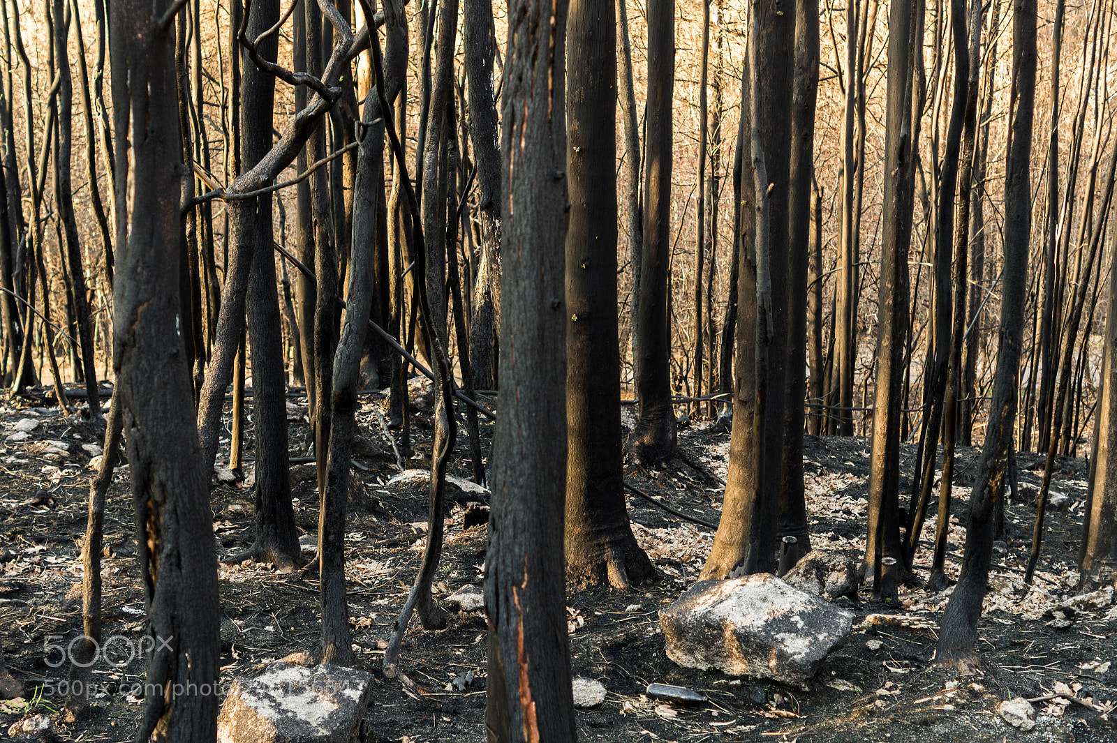 Sony SLT-A58 sample photo. Fortyfive #project365 wounded forest photography