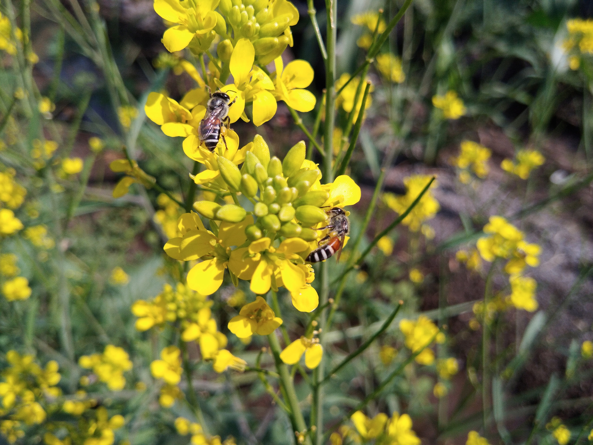 vivo Y55s sample photo