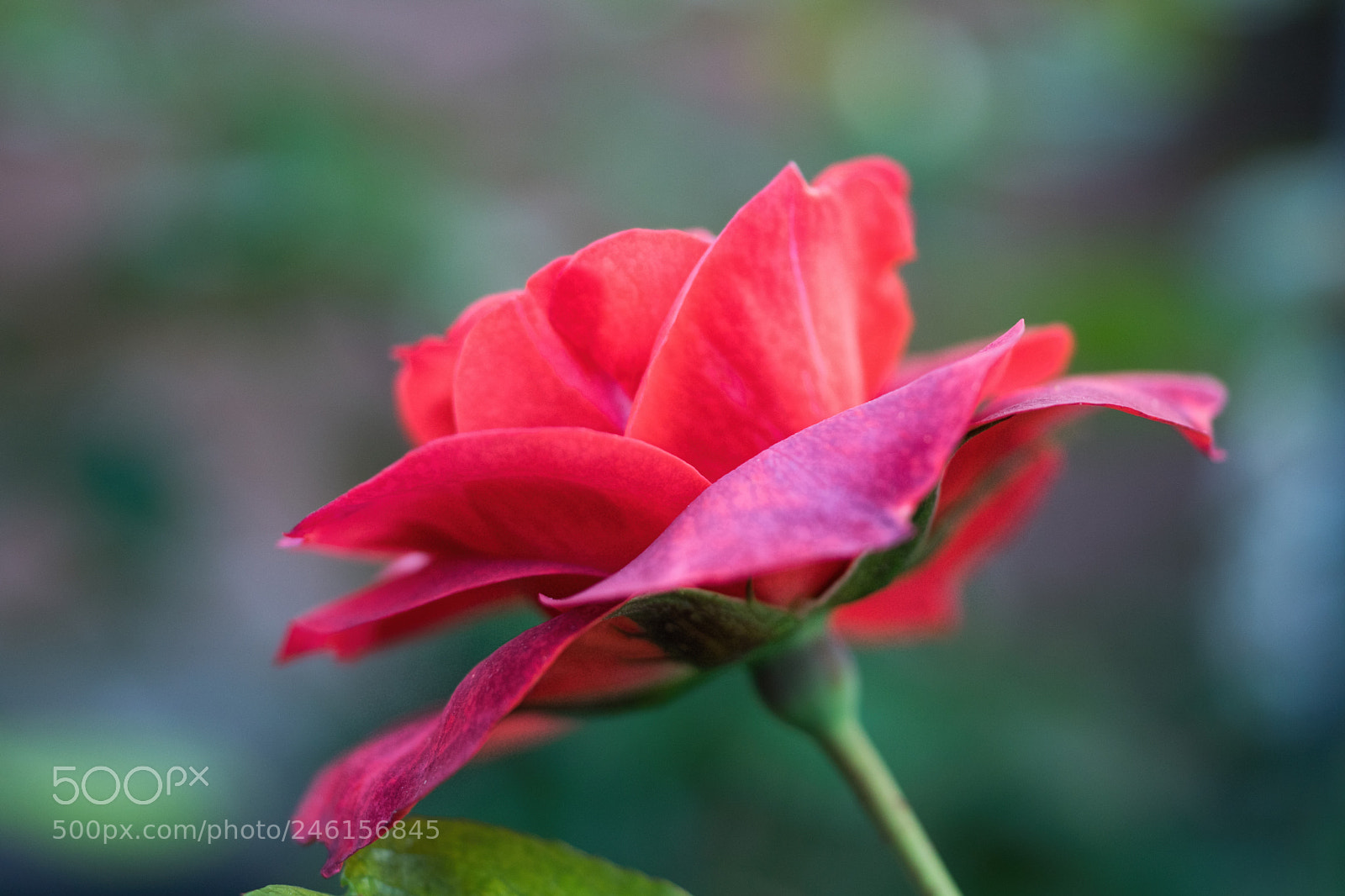 Sony SLT-A68 sample photo. Untitled photography