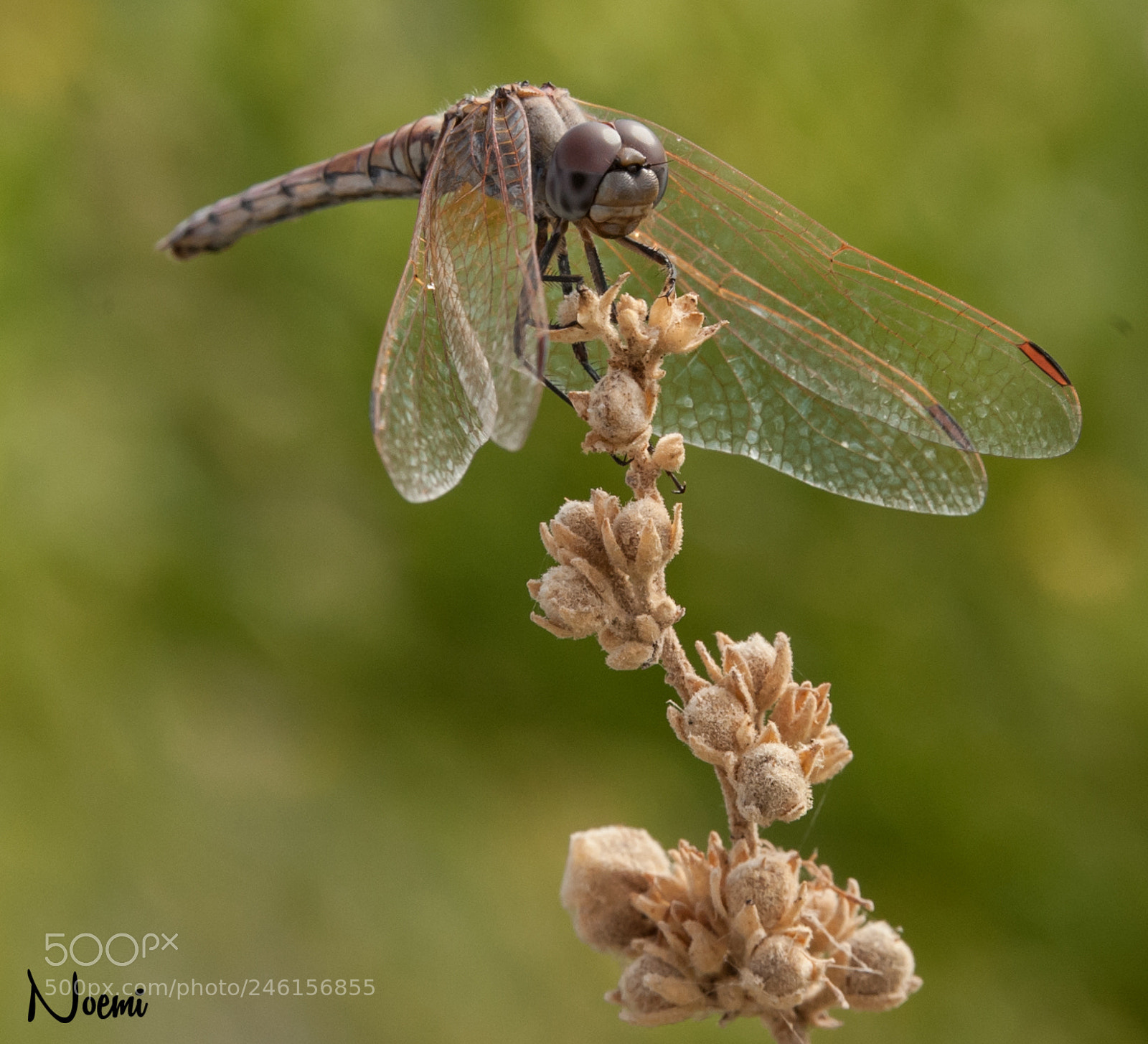 Nikon D700 sample photo. Dragonfly photography