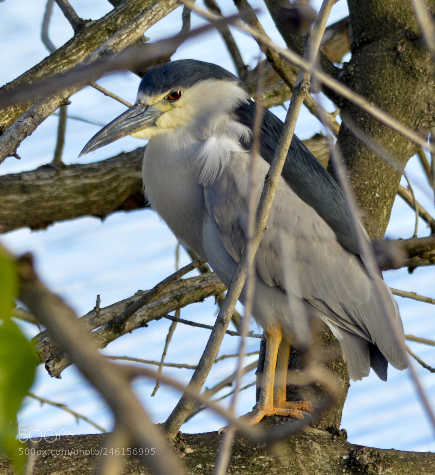 Nikon D3200 sample photo. Black crowned night heron photography