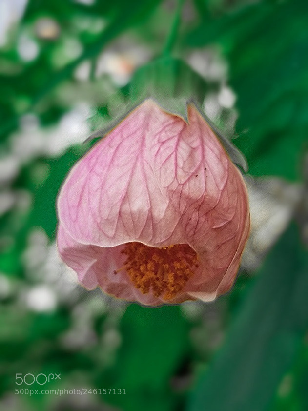 Samsung Galaxy S8 sample photo. A lone flower, all photography