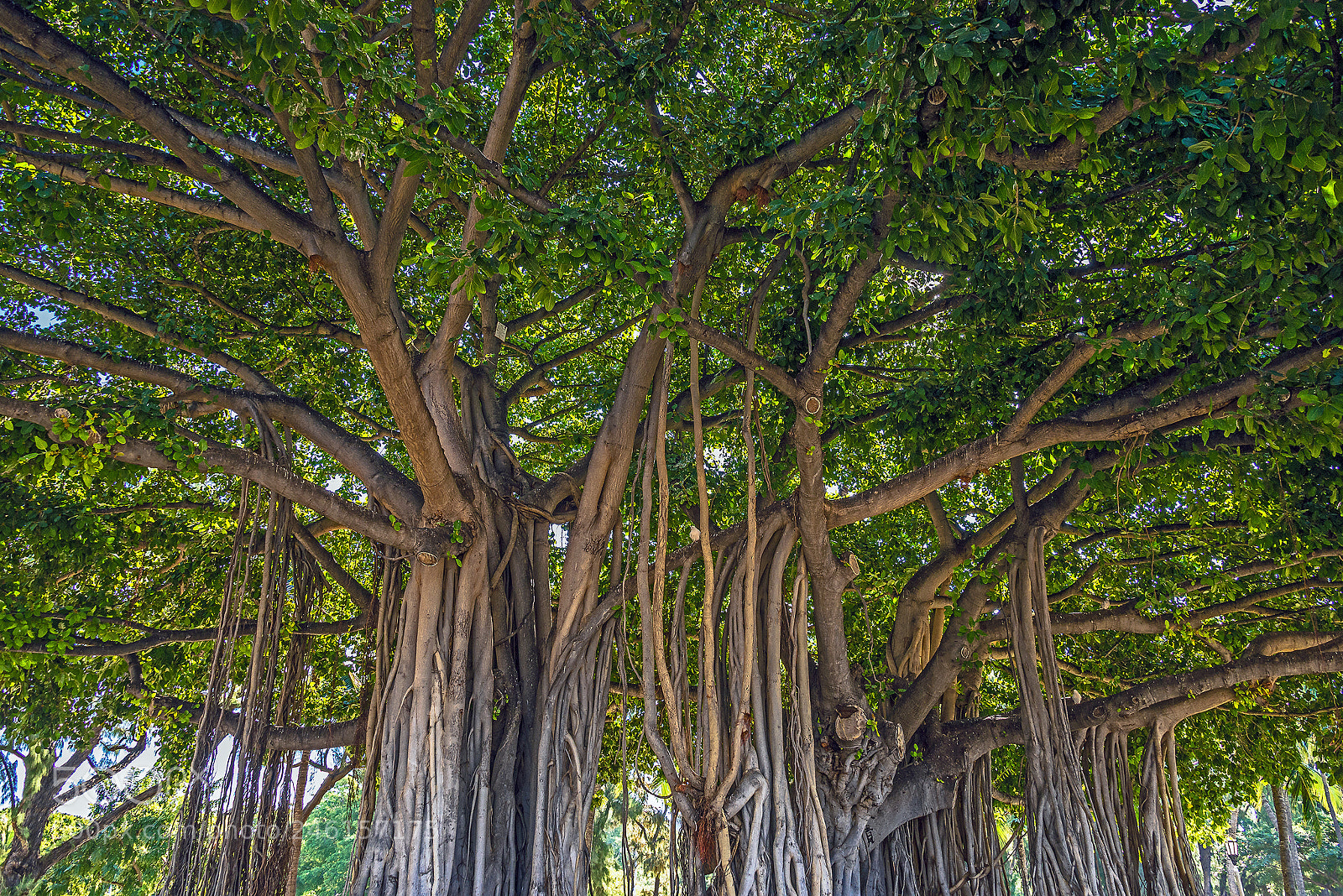 Nikon D610 sample photo. Trees of waikiki photography