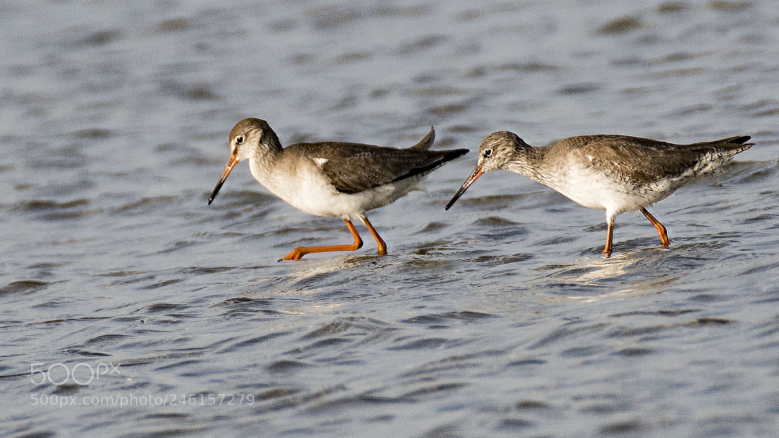 Nikon D500 sample photo. Pair up photography