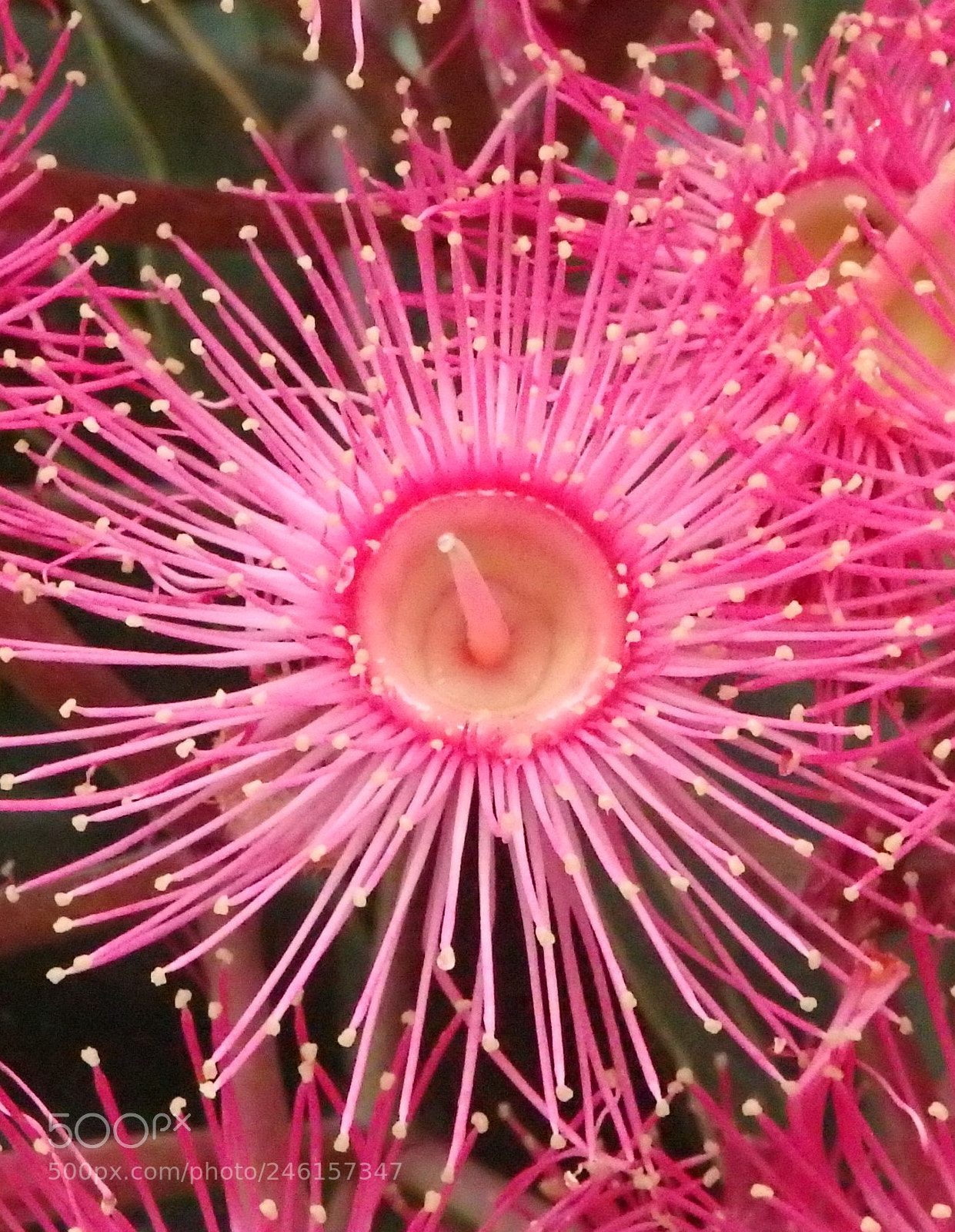 Olympus SP-100EE sample photo. Flowering gum photography