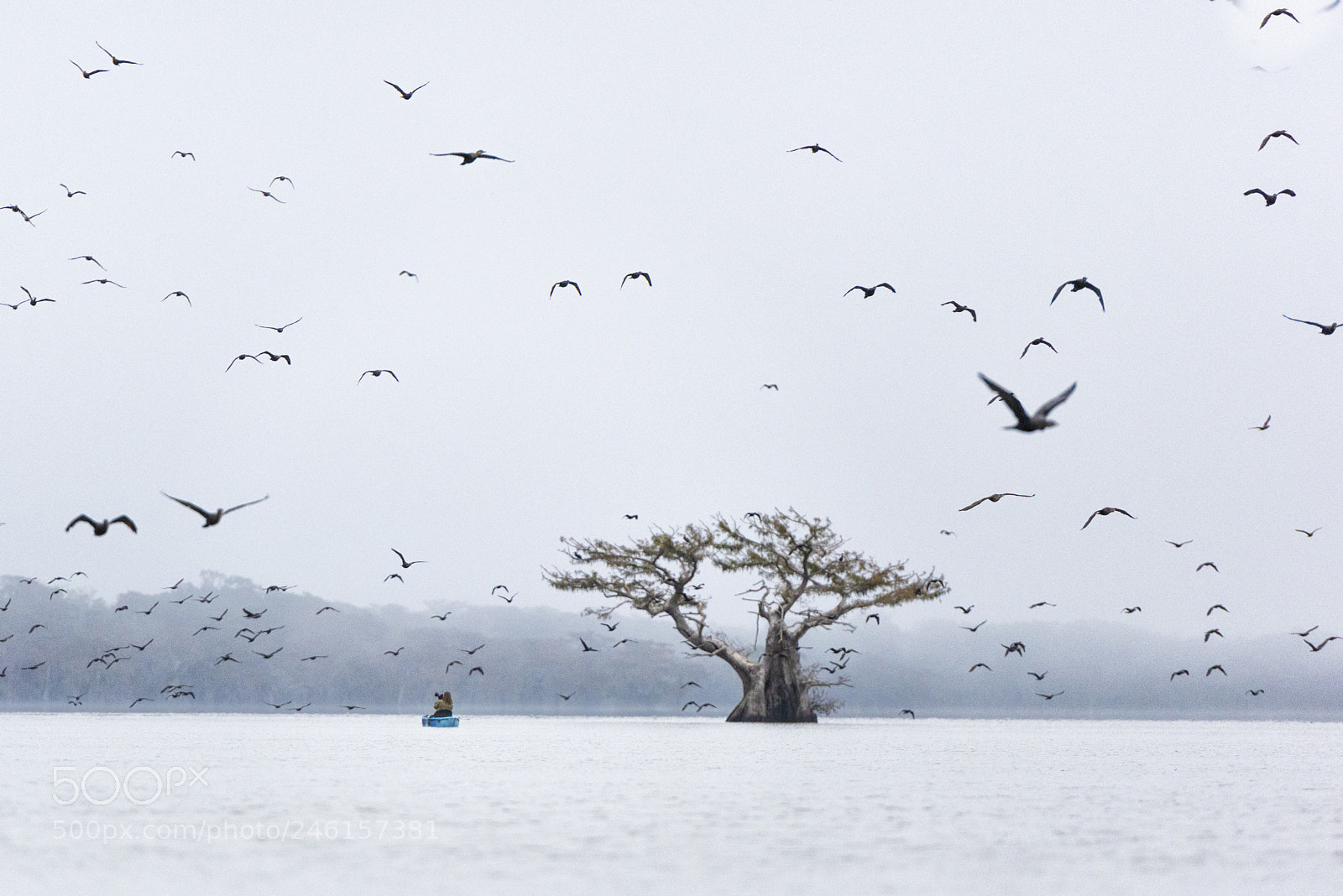 Nikon D810 sample photo. "shooting" birds photography