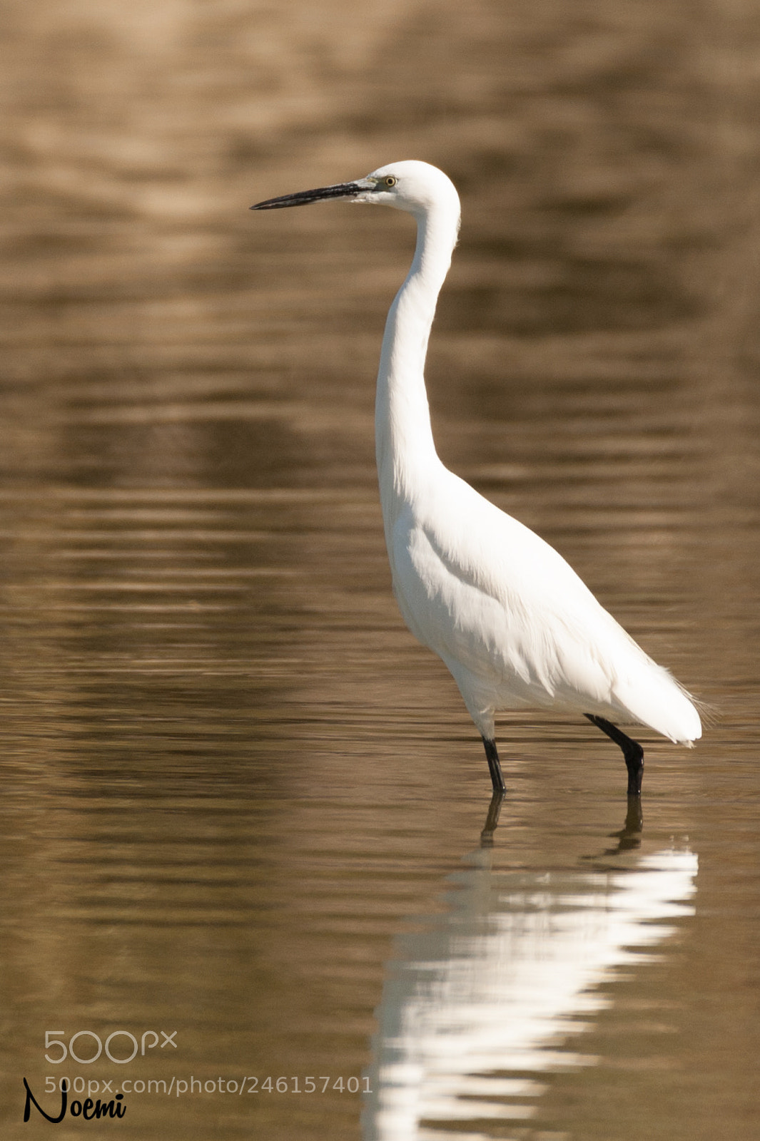 Nikon D700 sample photo. Little egret photography