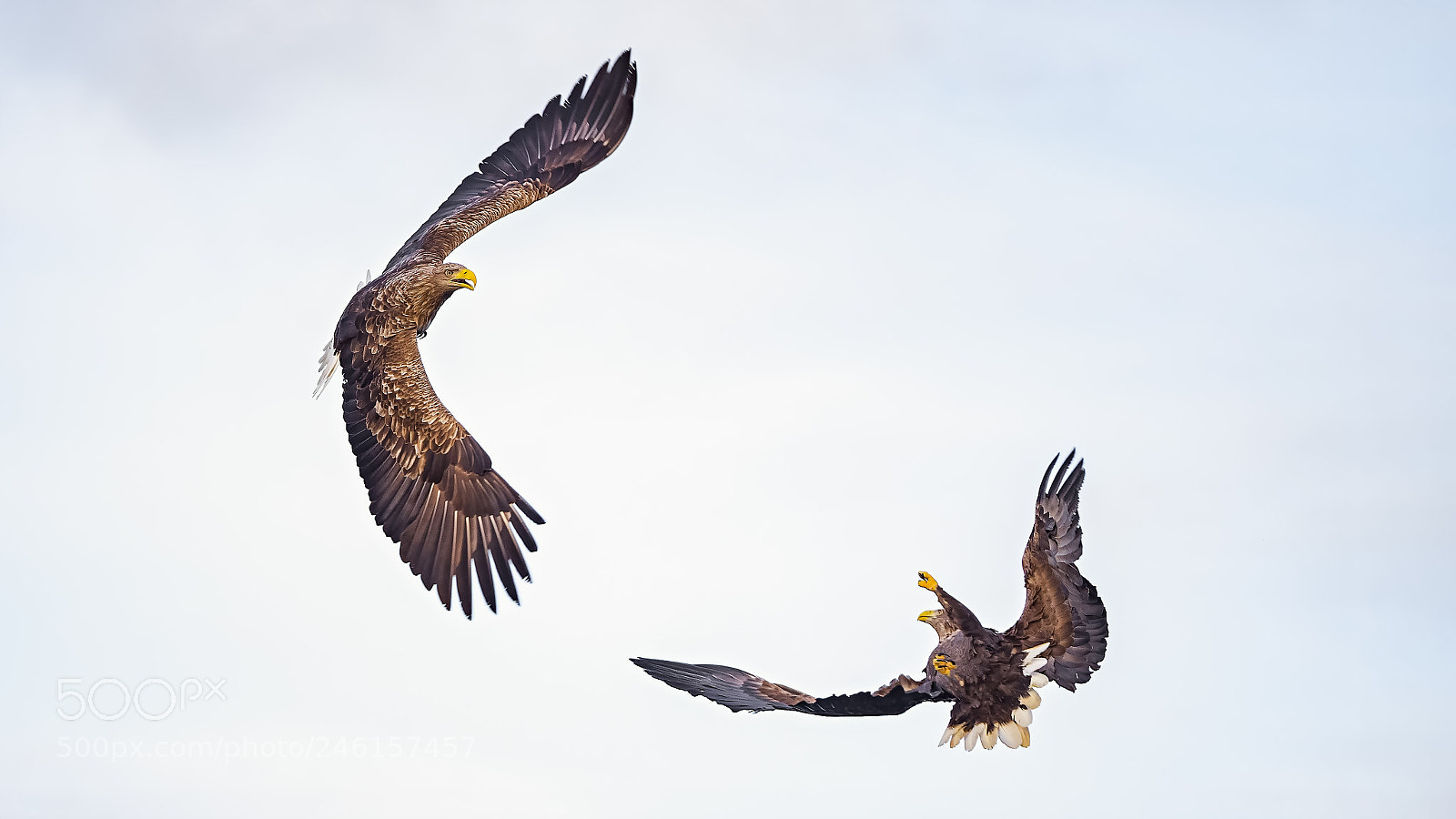 Panasonic Lumix DC-G9 sample photo. Sea eagle in fight photography