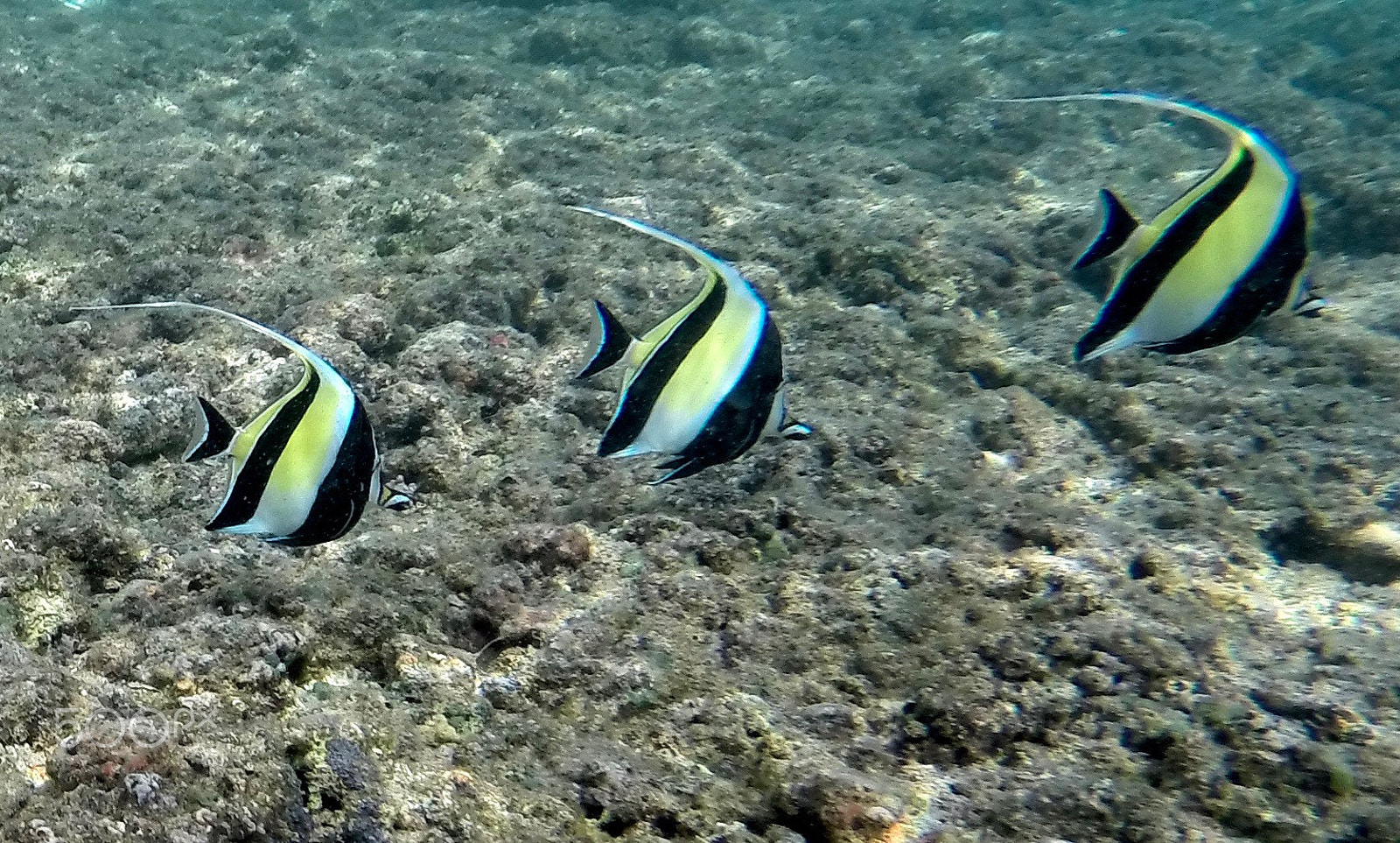 GoPro HERO3+ Black Edition sample photo. Moorish idols photography