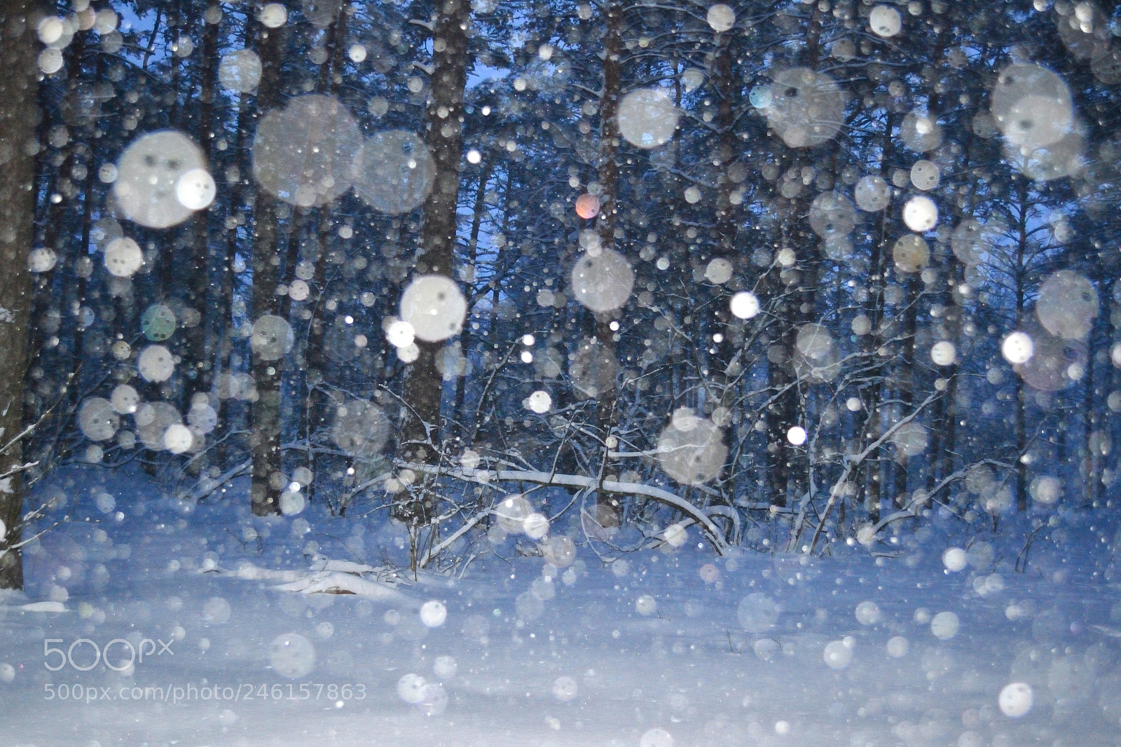 Nikon D3100 sample photo. Snow magic. photography