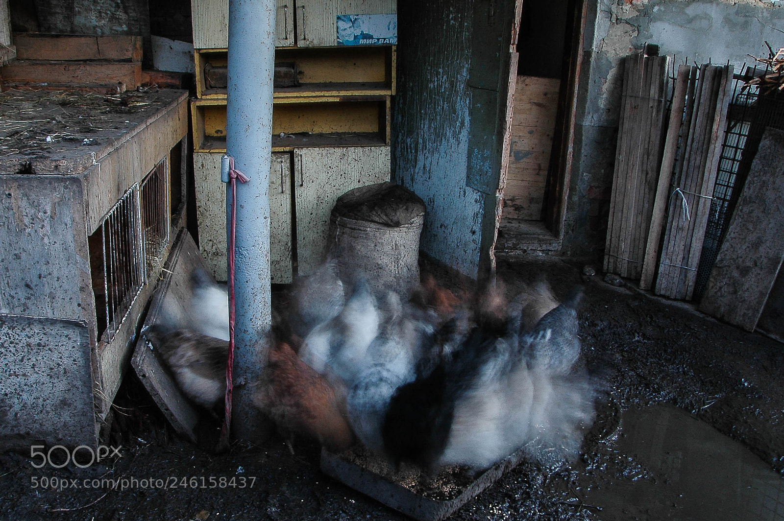 Nikon D70s sample photo. Chickens photography