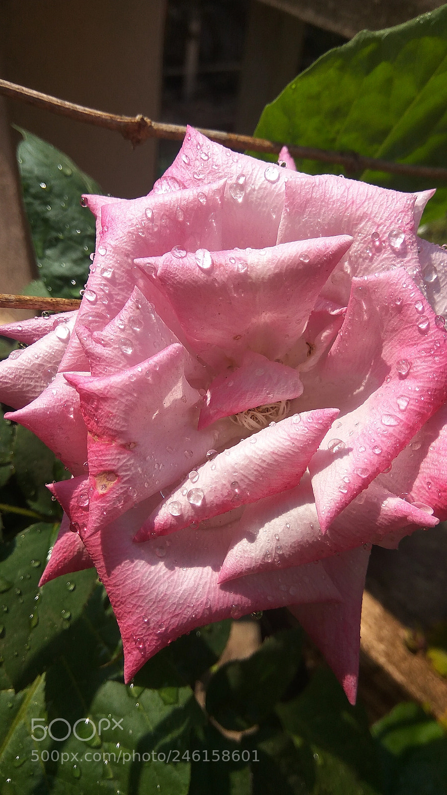 Xiaomi Redmi Note3 sample photo. Rose in my garden photography
