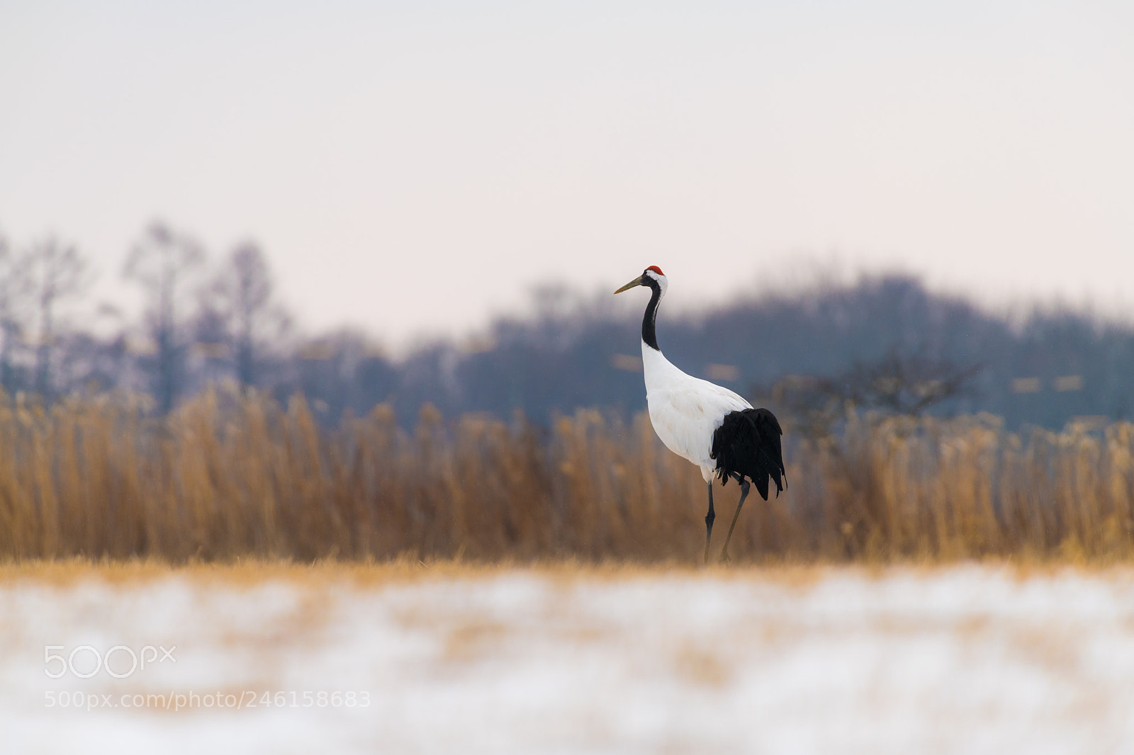 Nikon D850 sample photo. Red-crowned crane bird photography