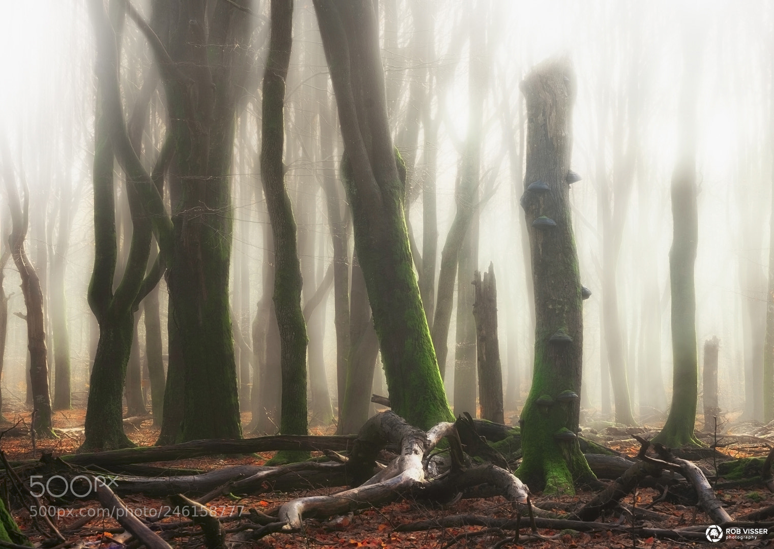 Nikon D5100 sample photo. Forest flames photography